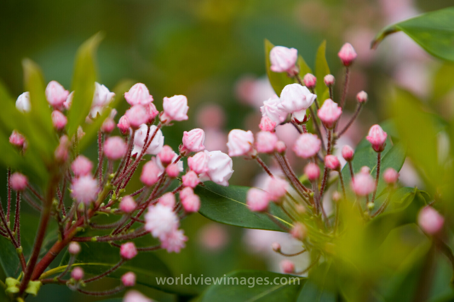 Floweres of the World