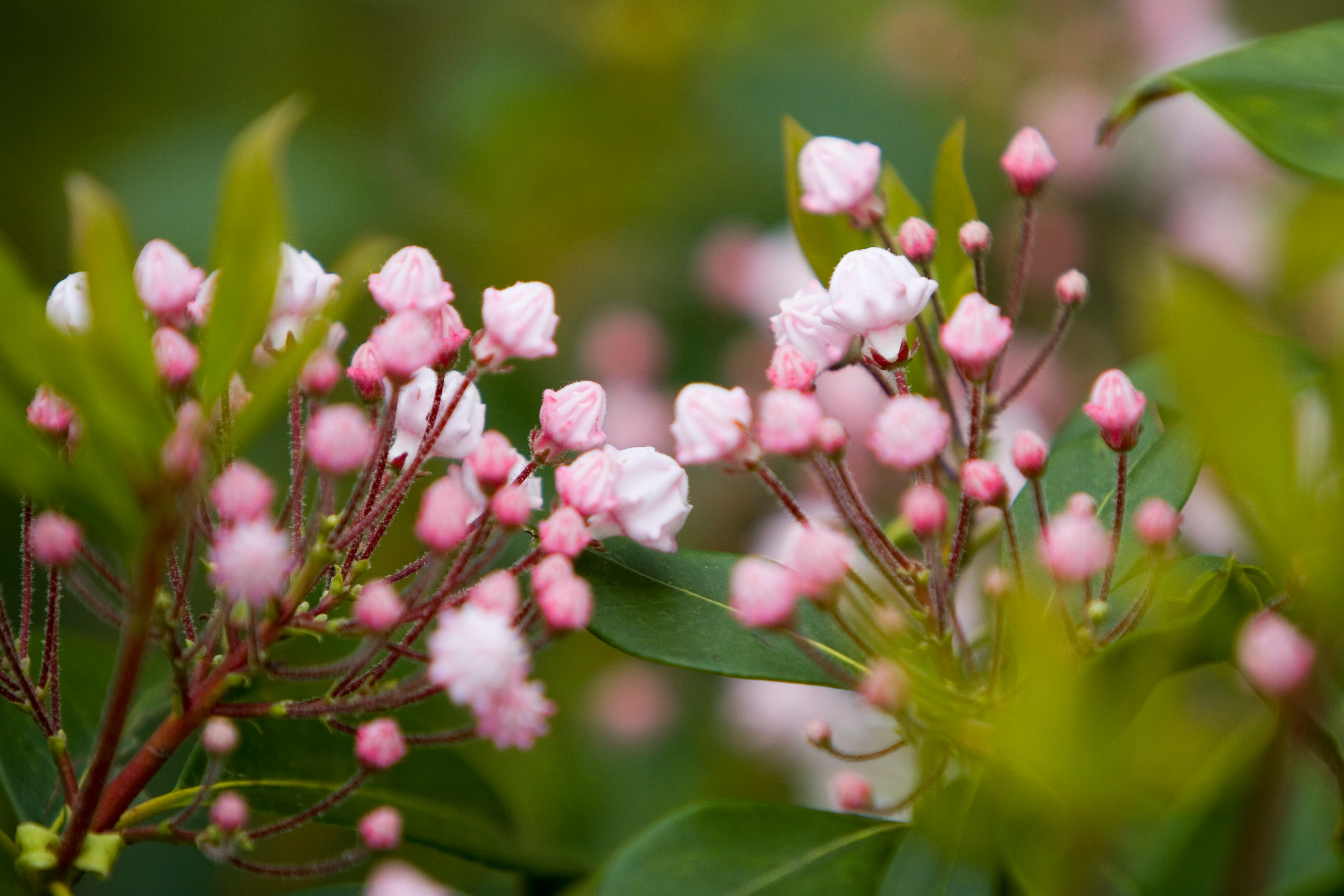 Floweres of the World