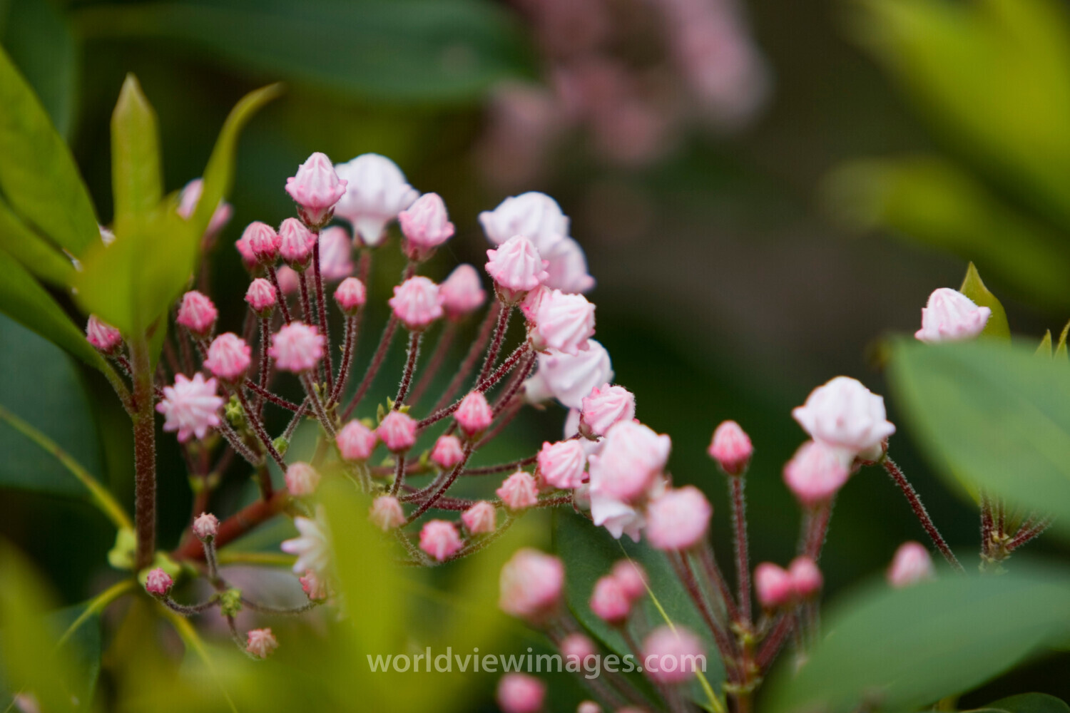 Floweres of the World