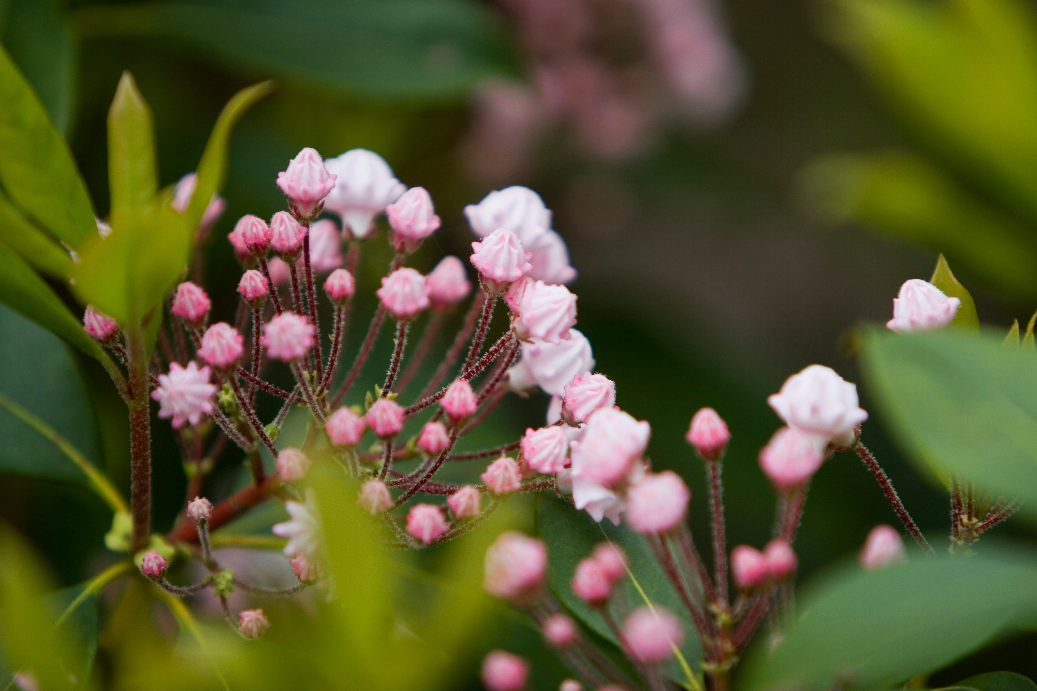 Floweres of the World