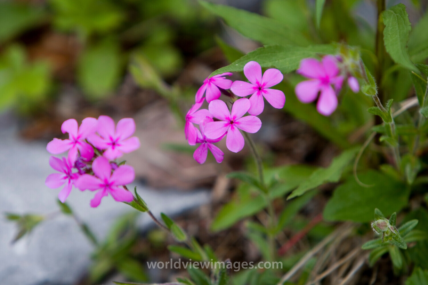 Floweres of the World