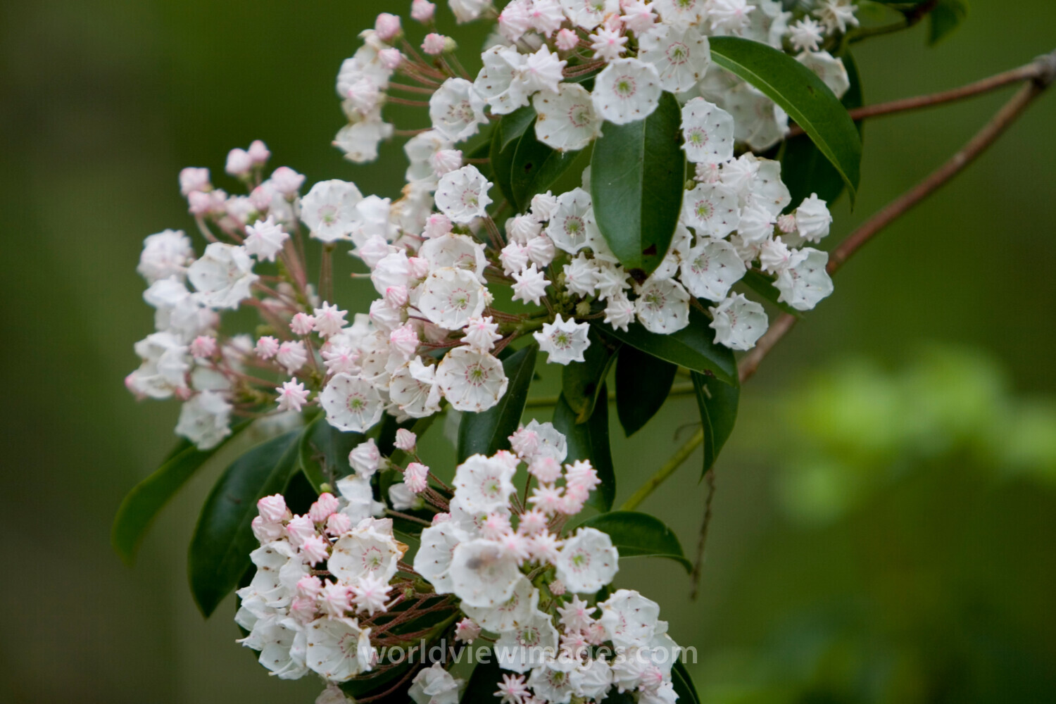 Floweres of the World