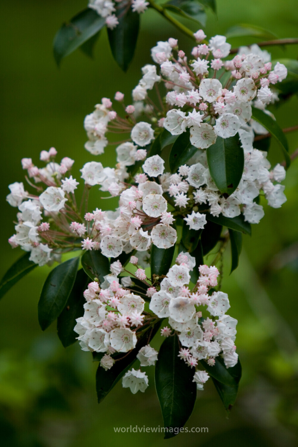 Floweres of the World