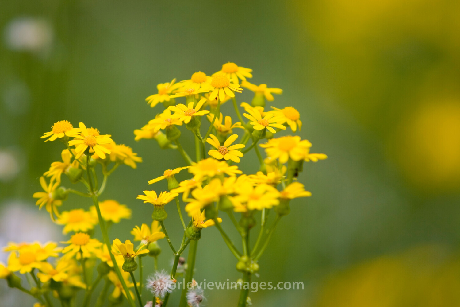 Floweres of the World