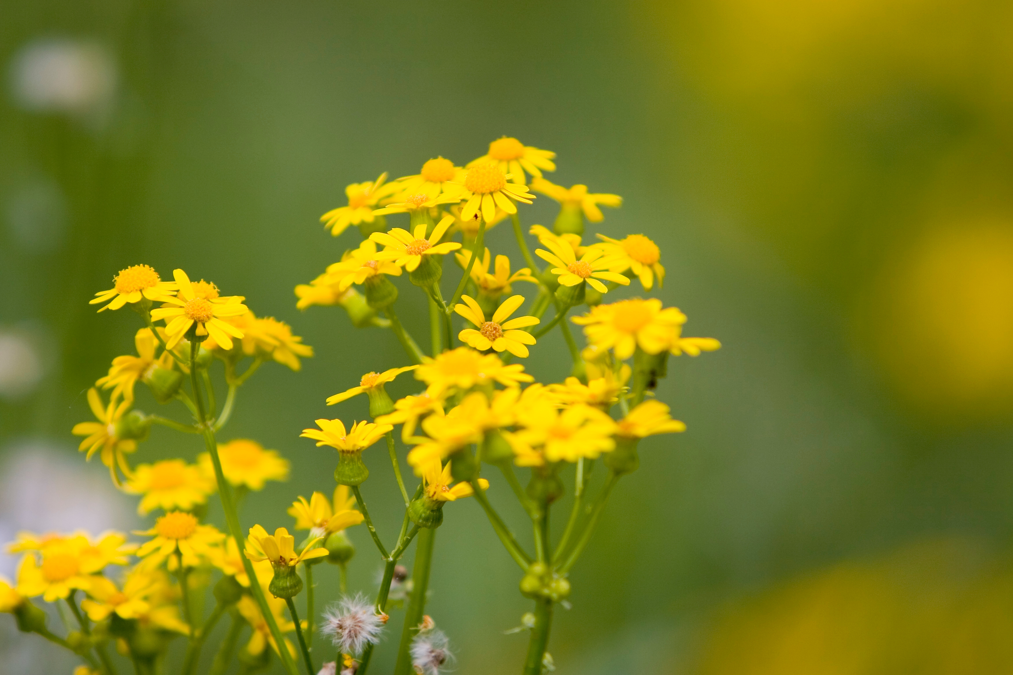 Floweres of the World