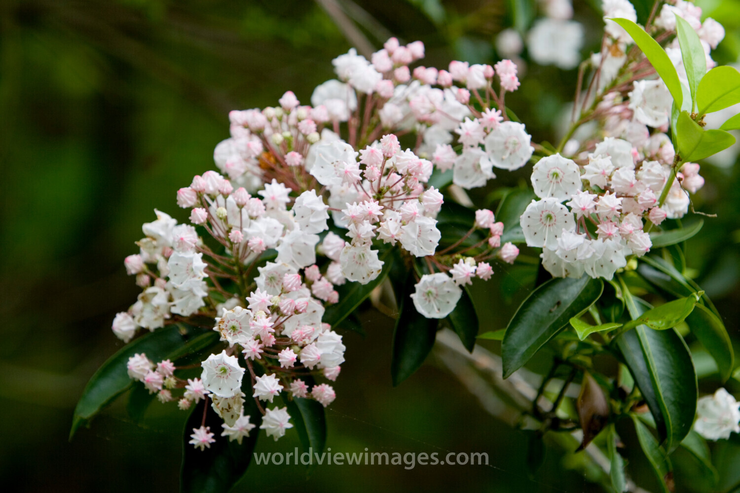 Floweres of the World