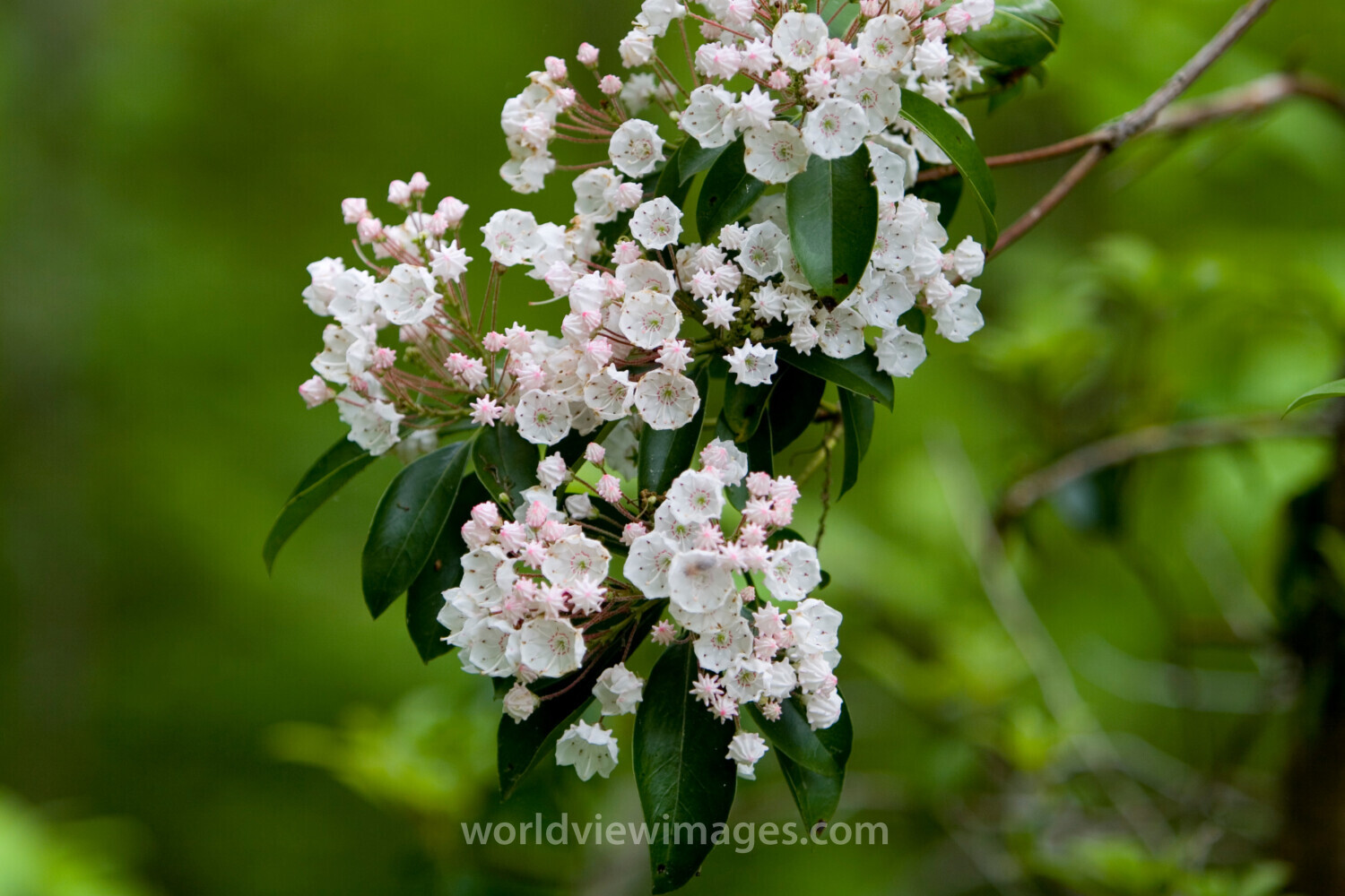 Floweres of the World