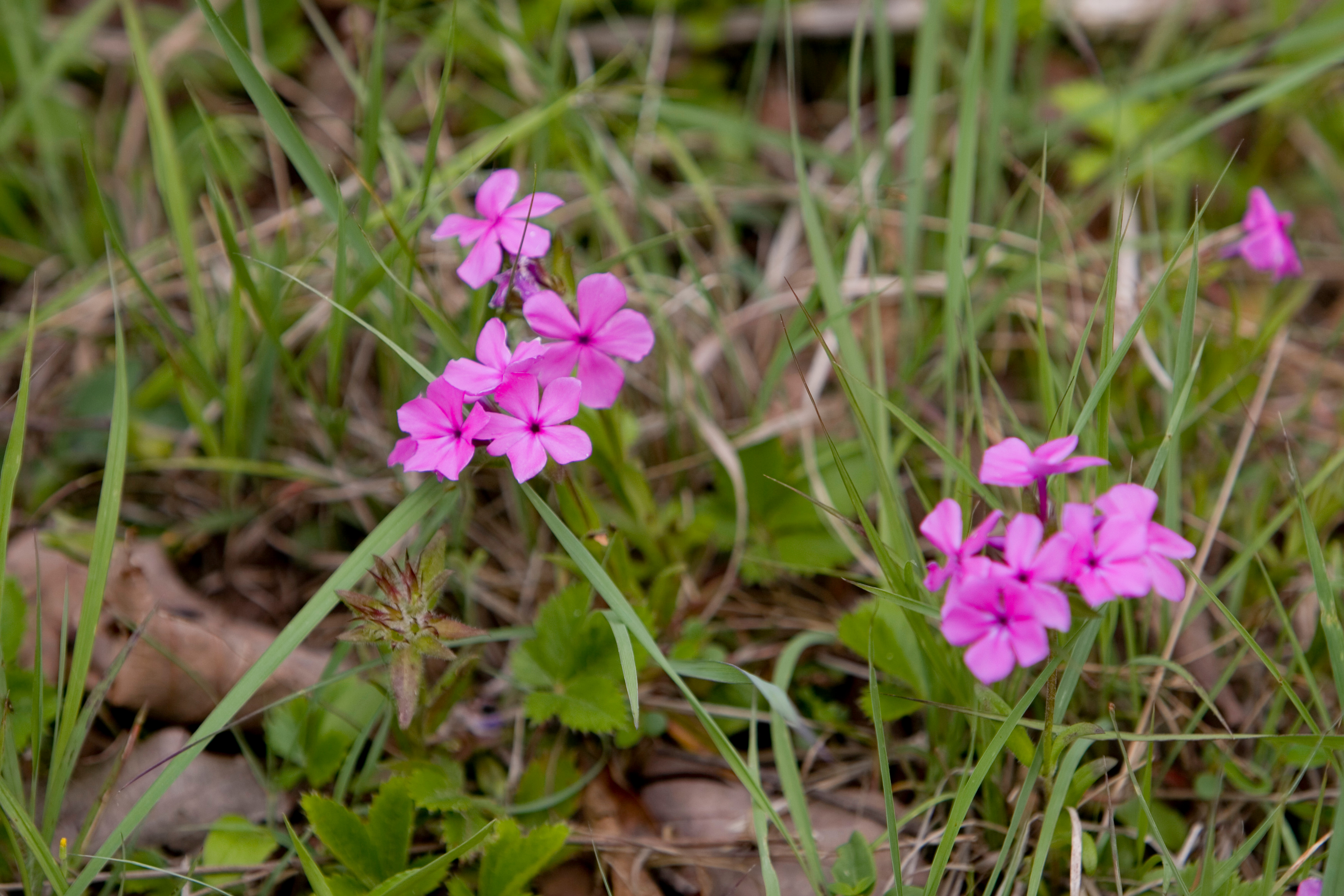 Floweres of the World
