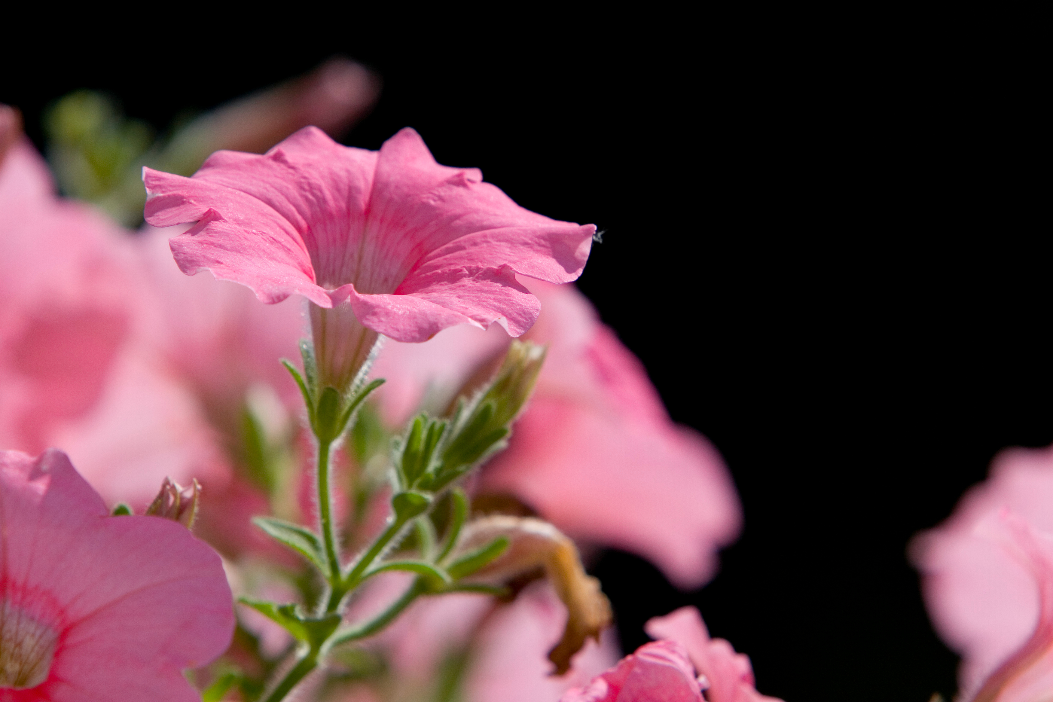 Floweres of the World