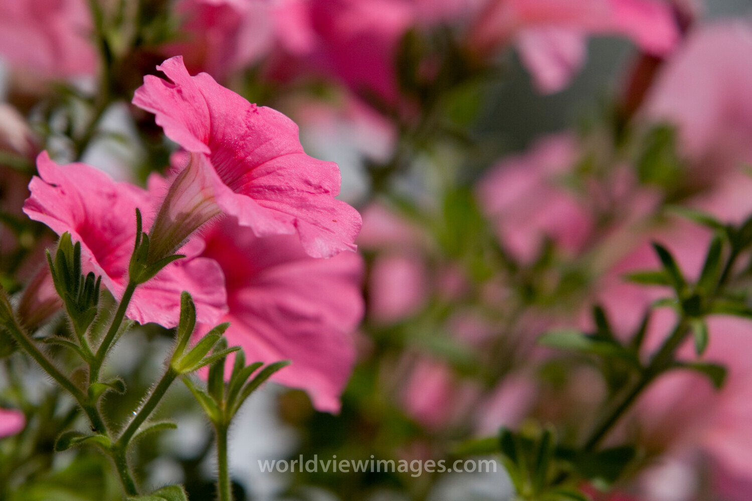 Floweres of the World