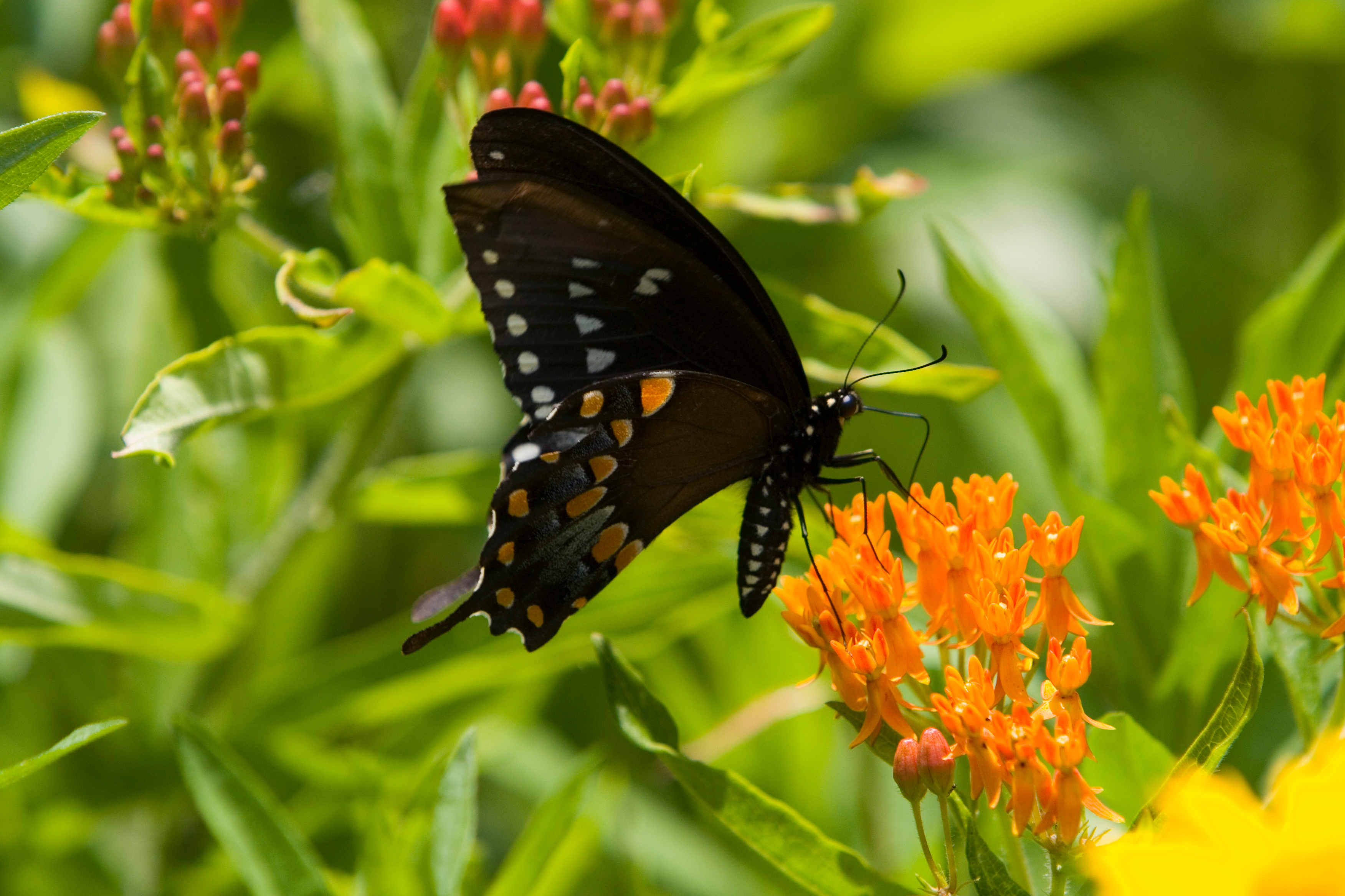 Floweres of the World