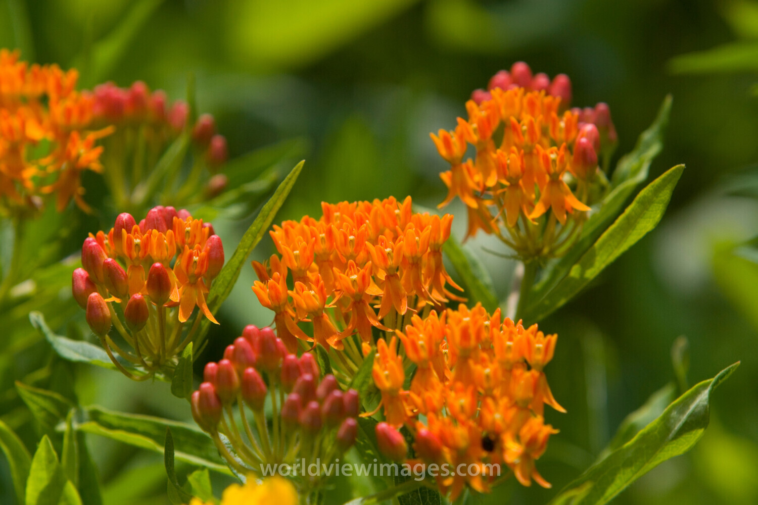 Floweres of the World