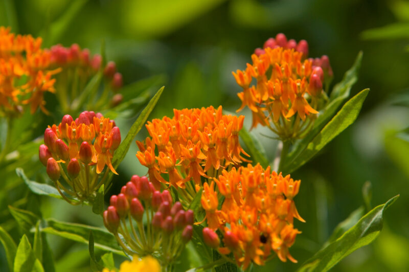 Floweres of the World — Flowers, nature, scenic, flora