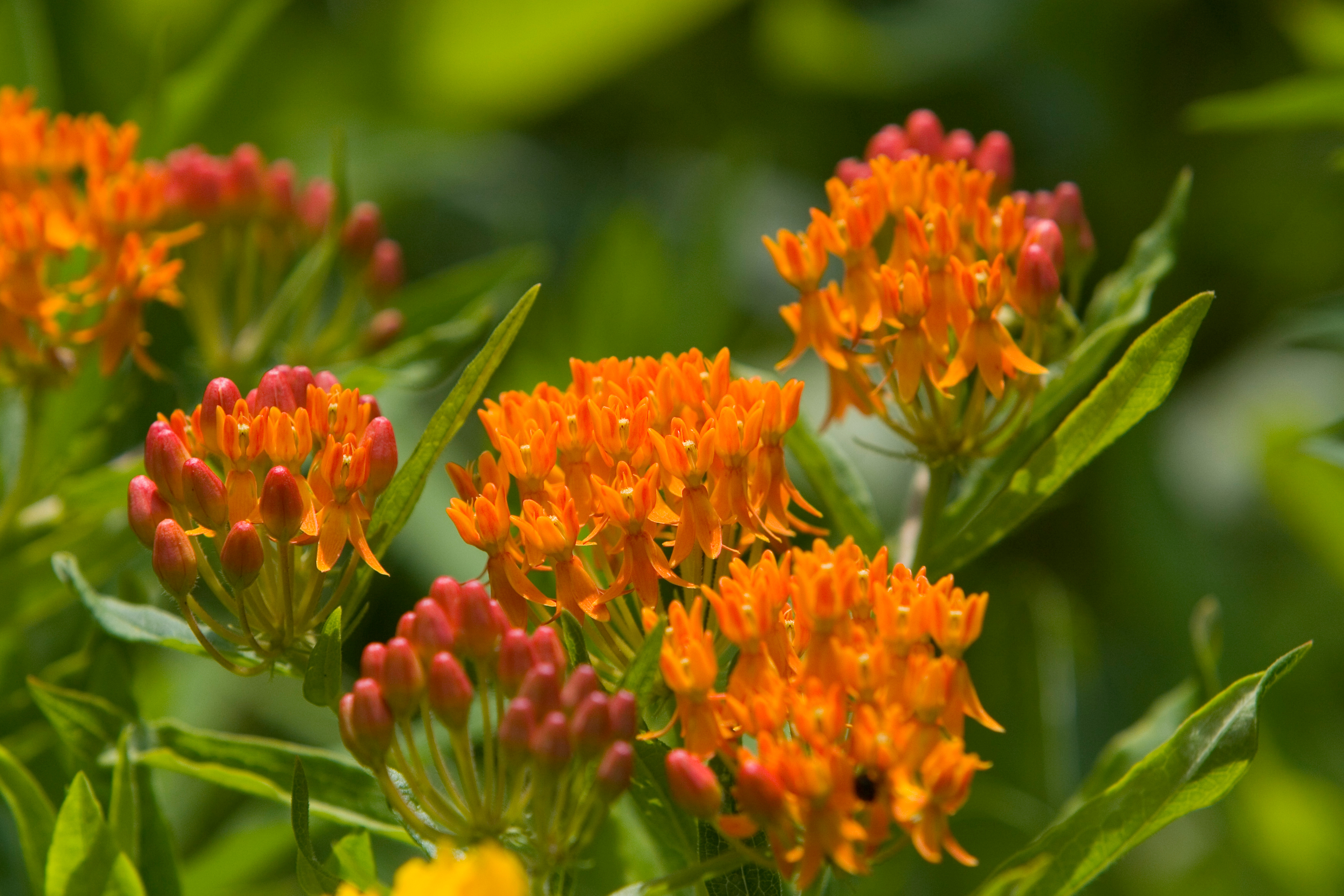 Floweres of the World