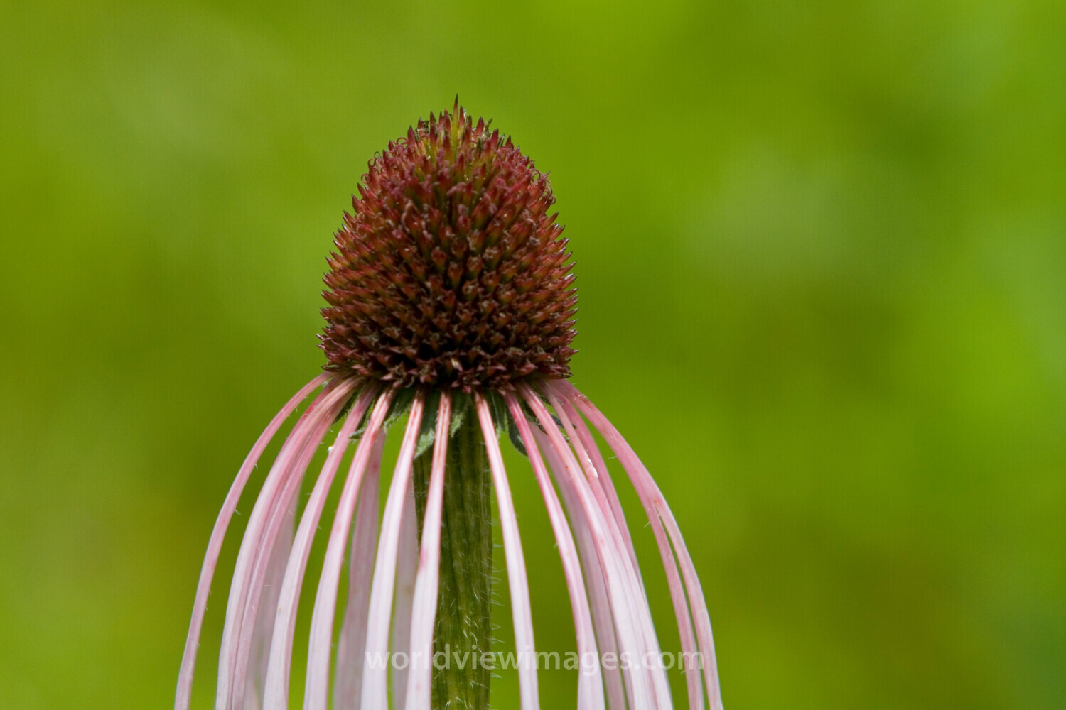 Floweres of the World