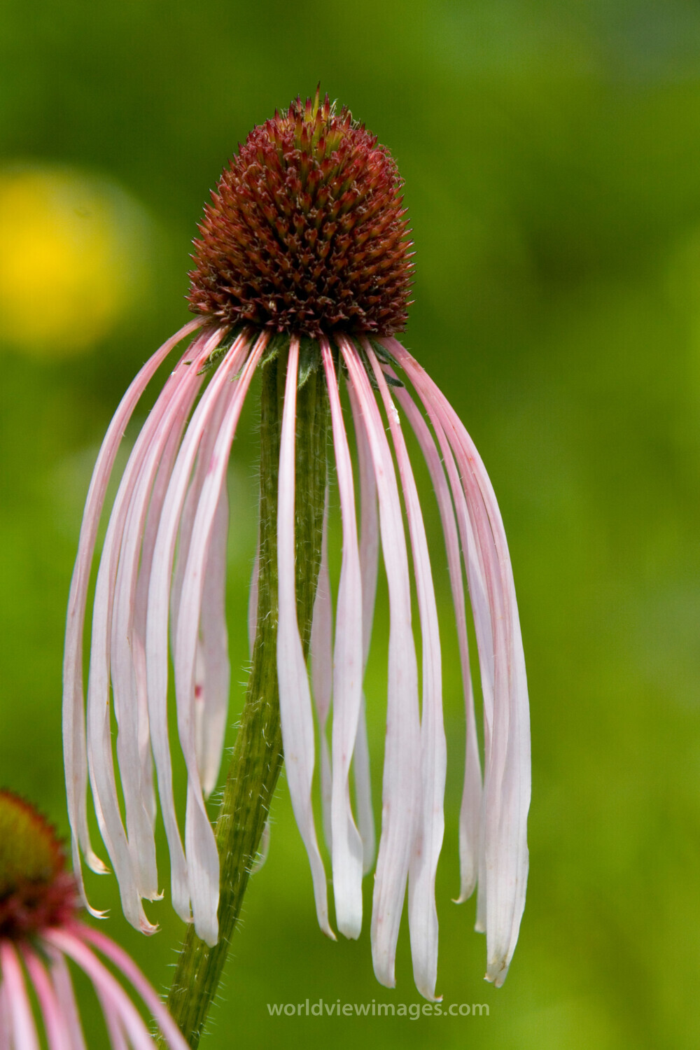 Floweres of the World