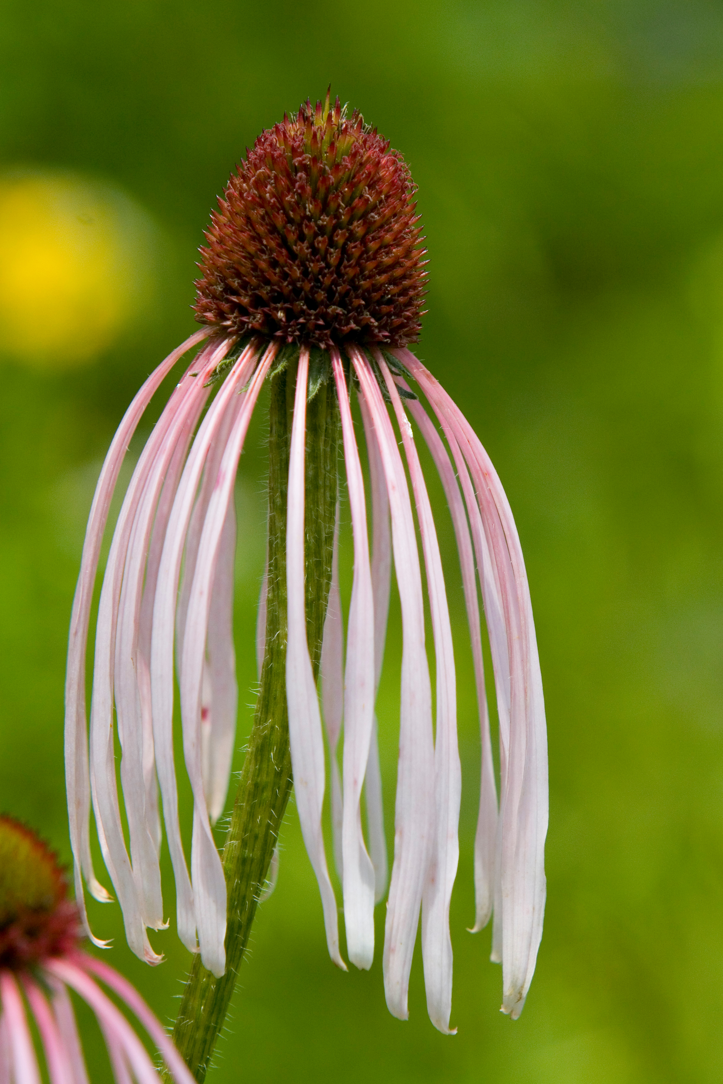 Floweres of the World