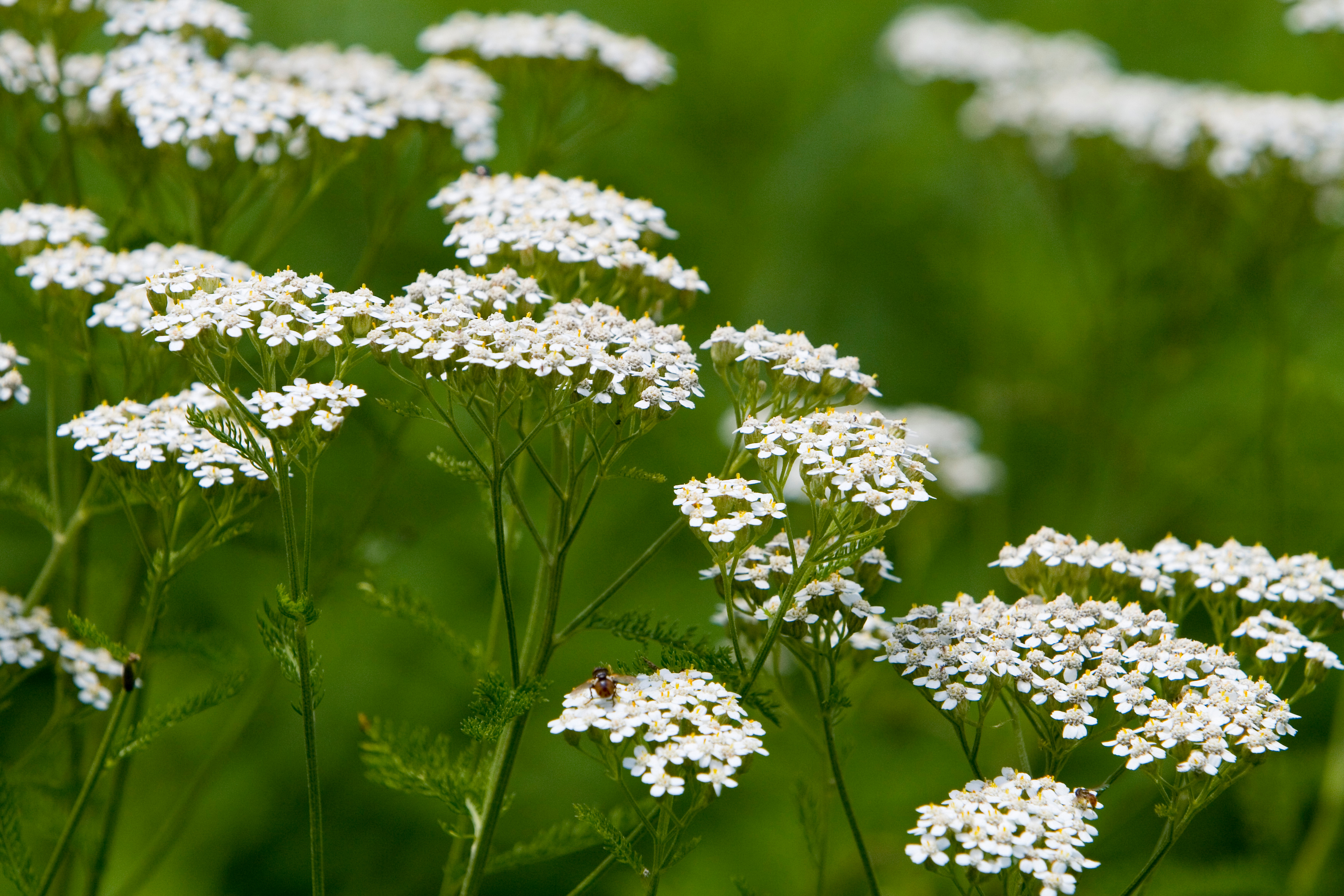 Floweres of the World