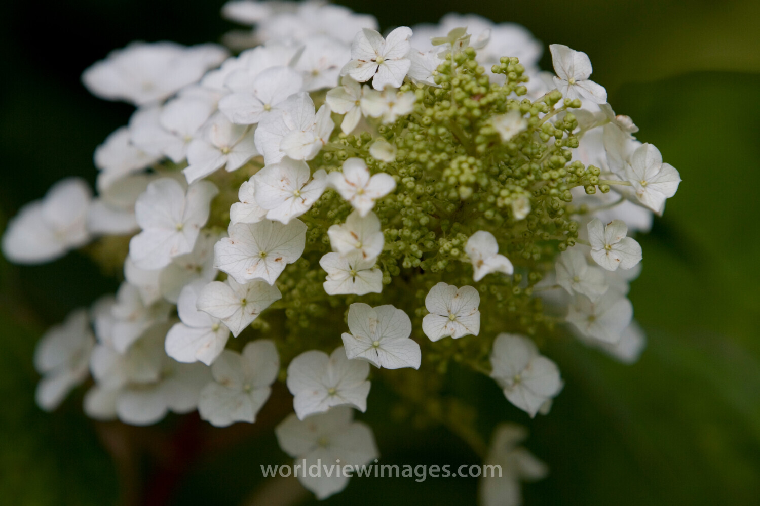 Floweres of the World