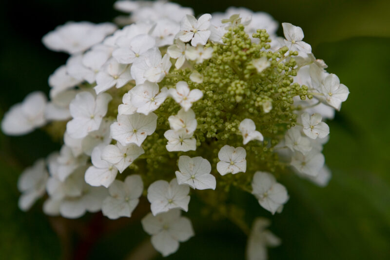 Floweres of the World — Flowers, nature, scenic, flora