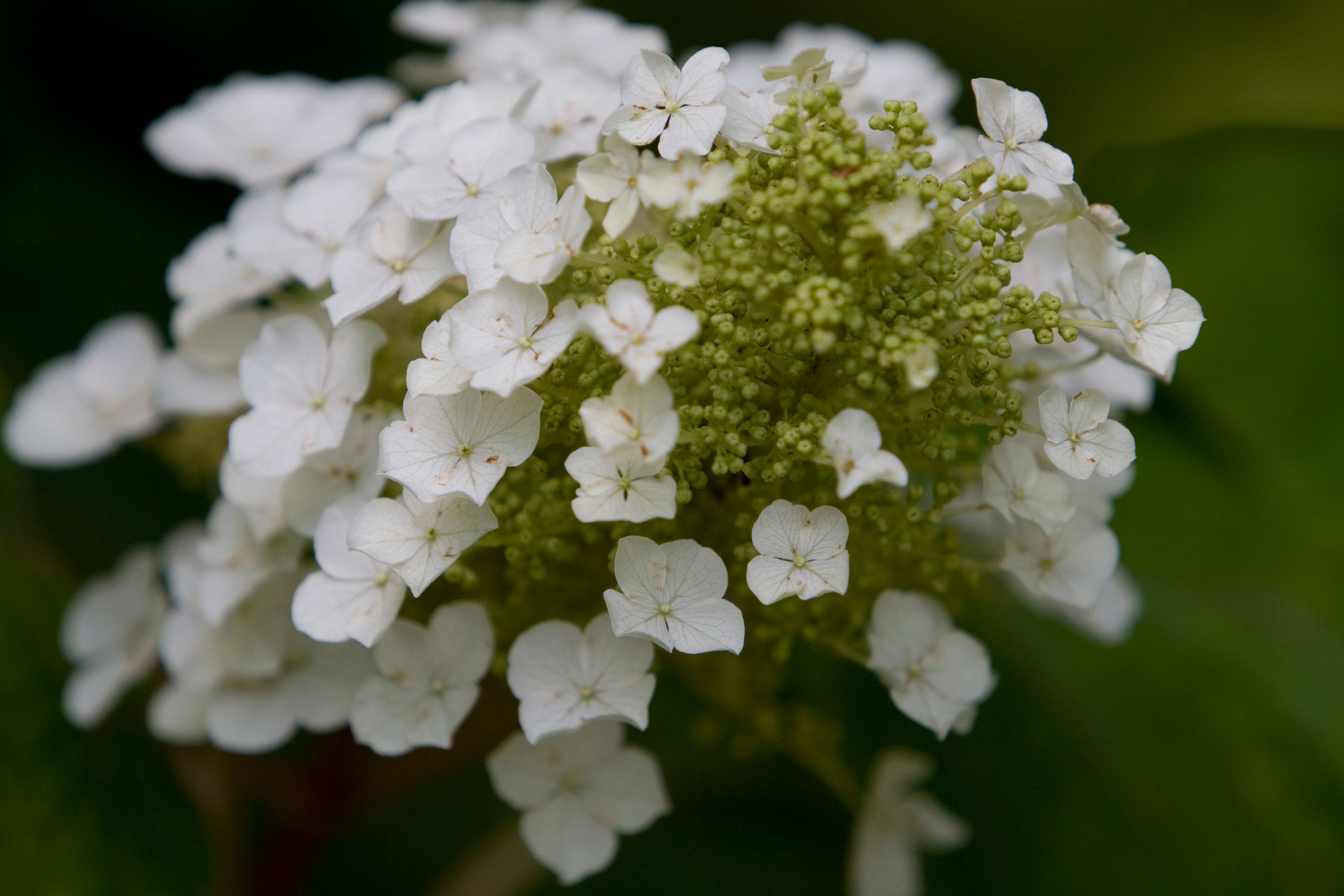 Floweres of the World