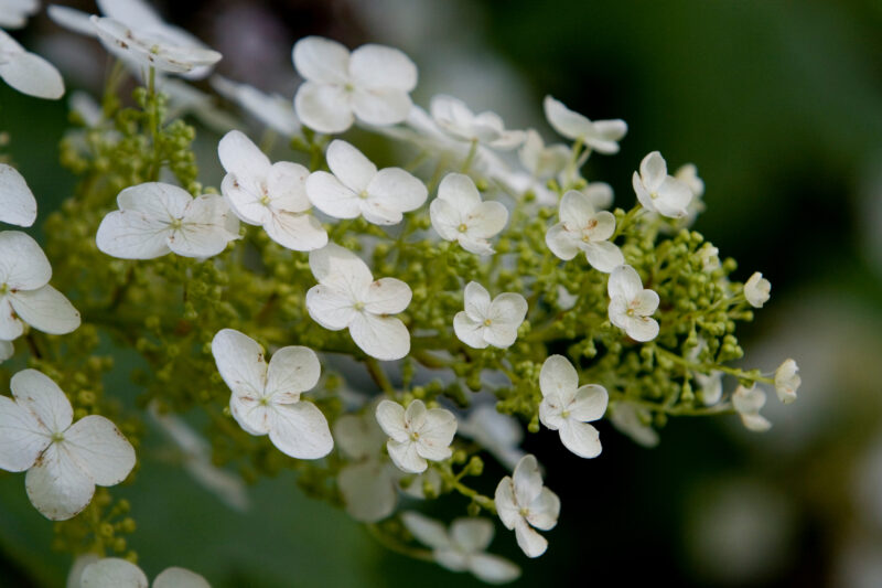 Floweres of the World — Flowers, nature, scenic, flora