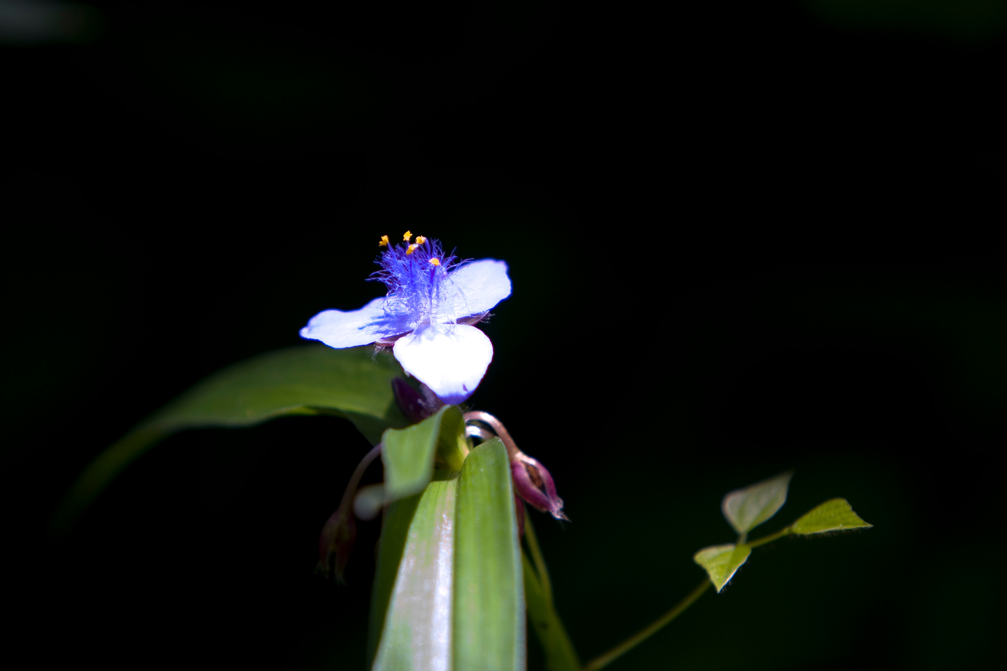 Floweres of the World