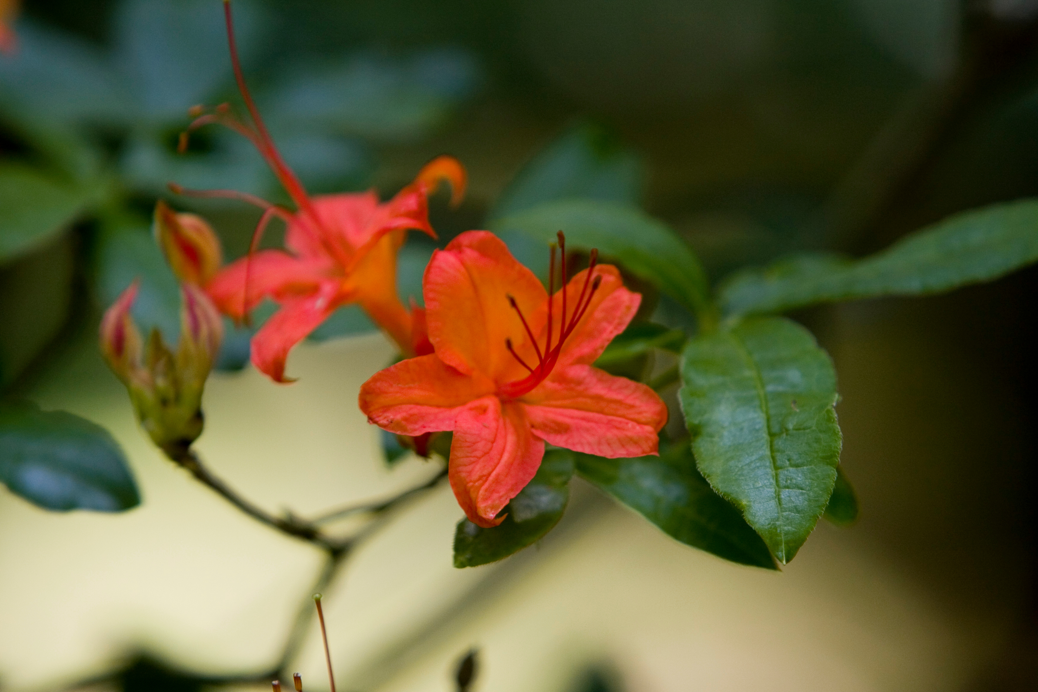 Floweres of the World