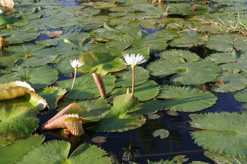 Floweres of the World — Flowers, nature, scenic, flora