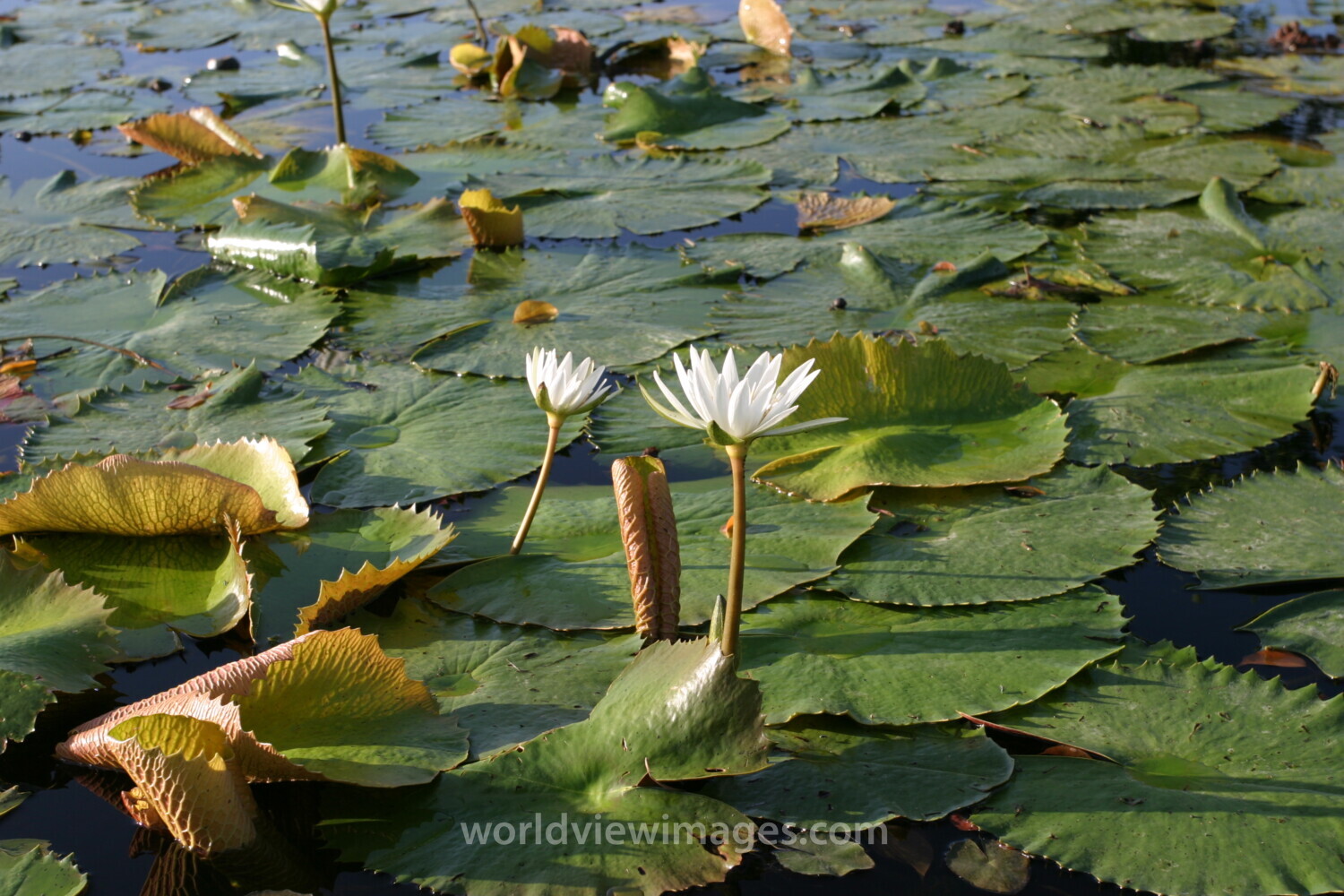 Floweres of the World