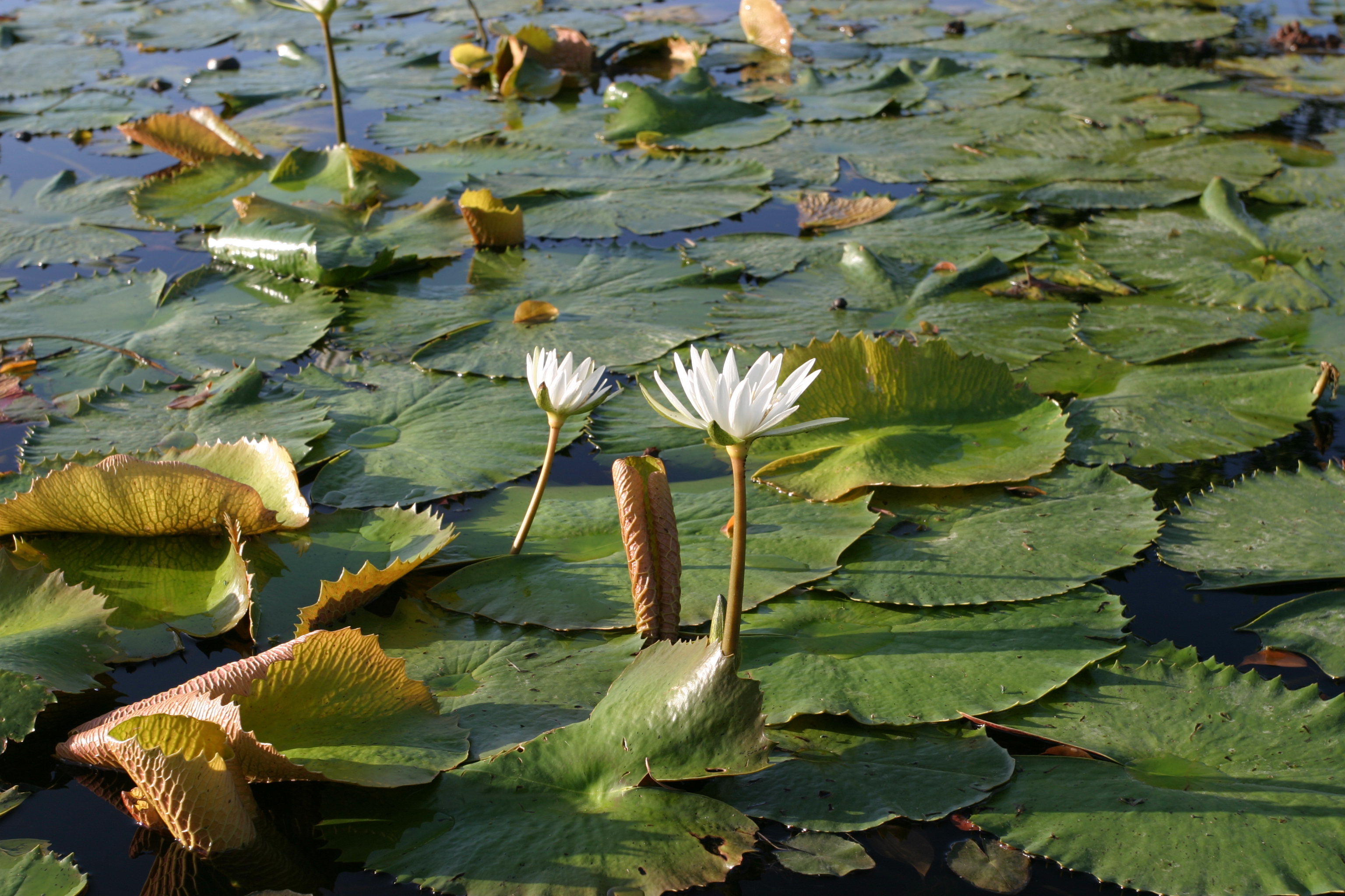 Floweres of the World
