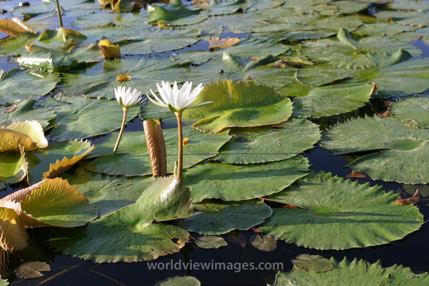 Floweres of the World