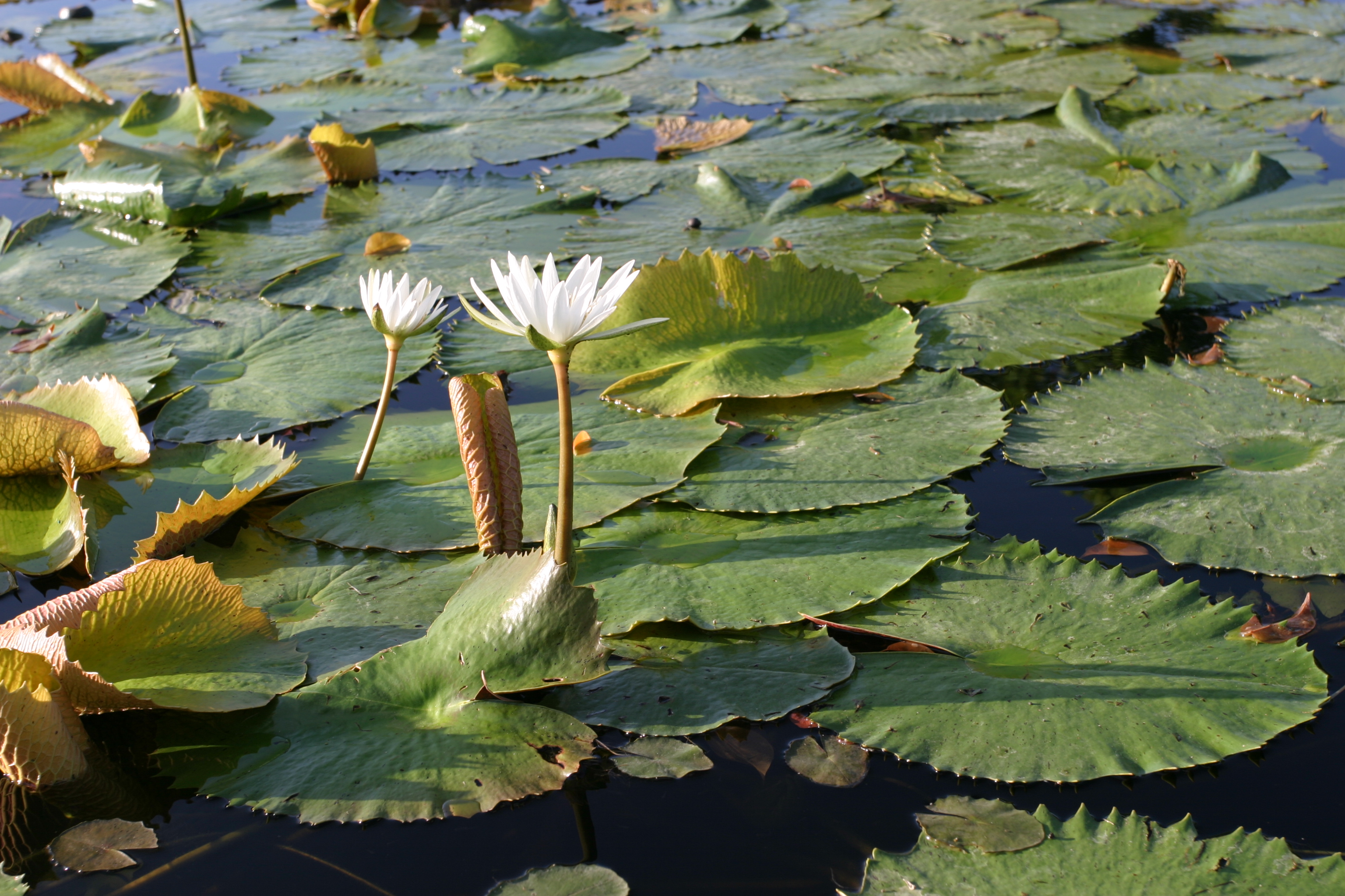 Floweres of the World