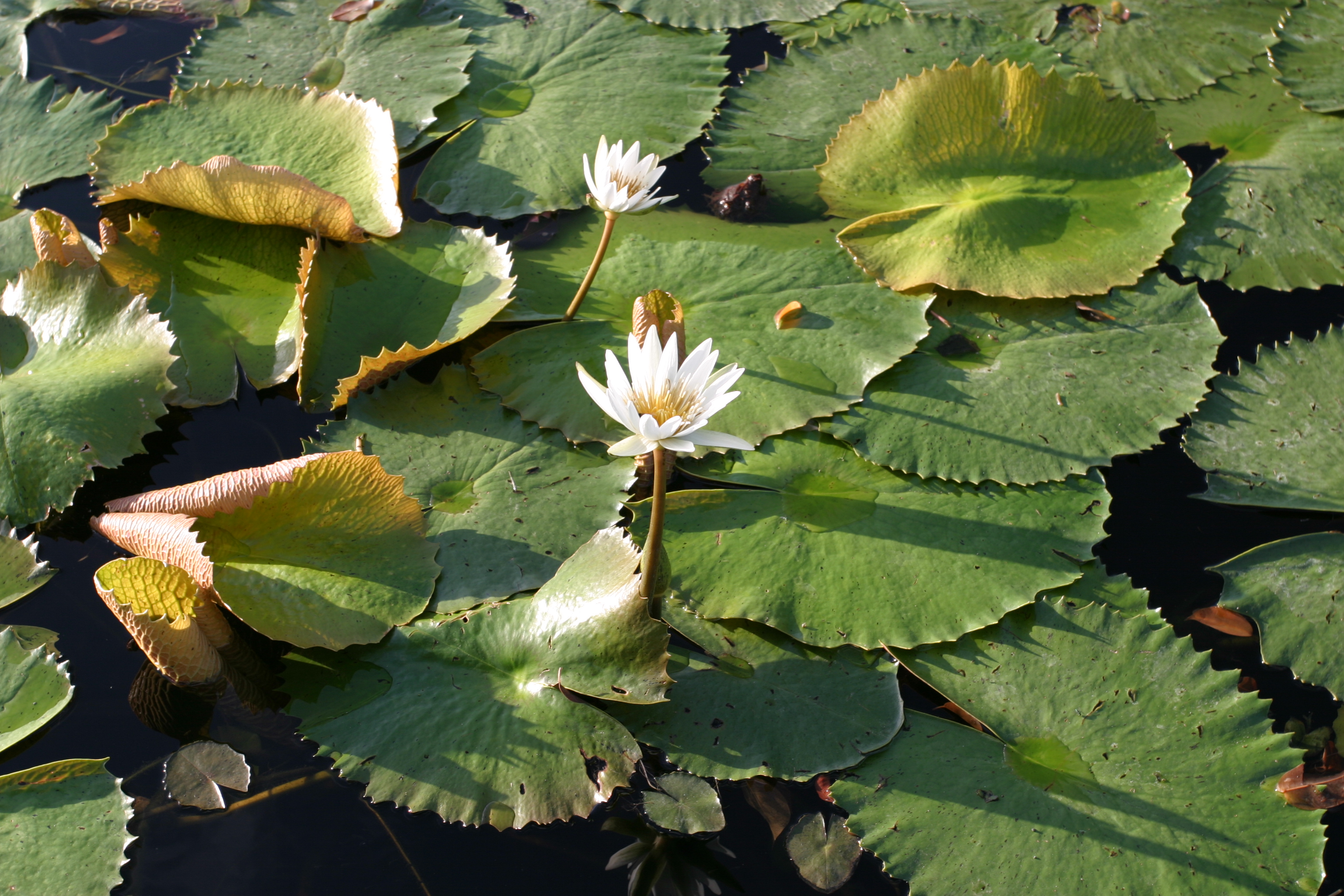 Floweres of the World