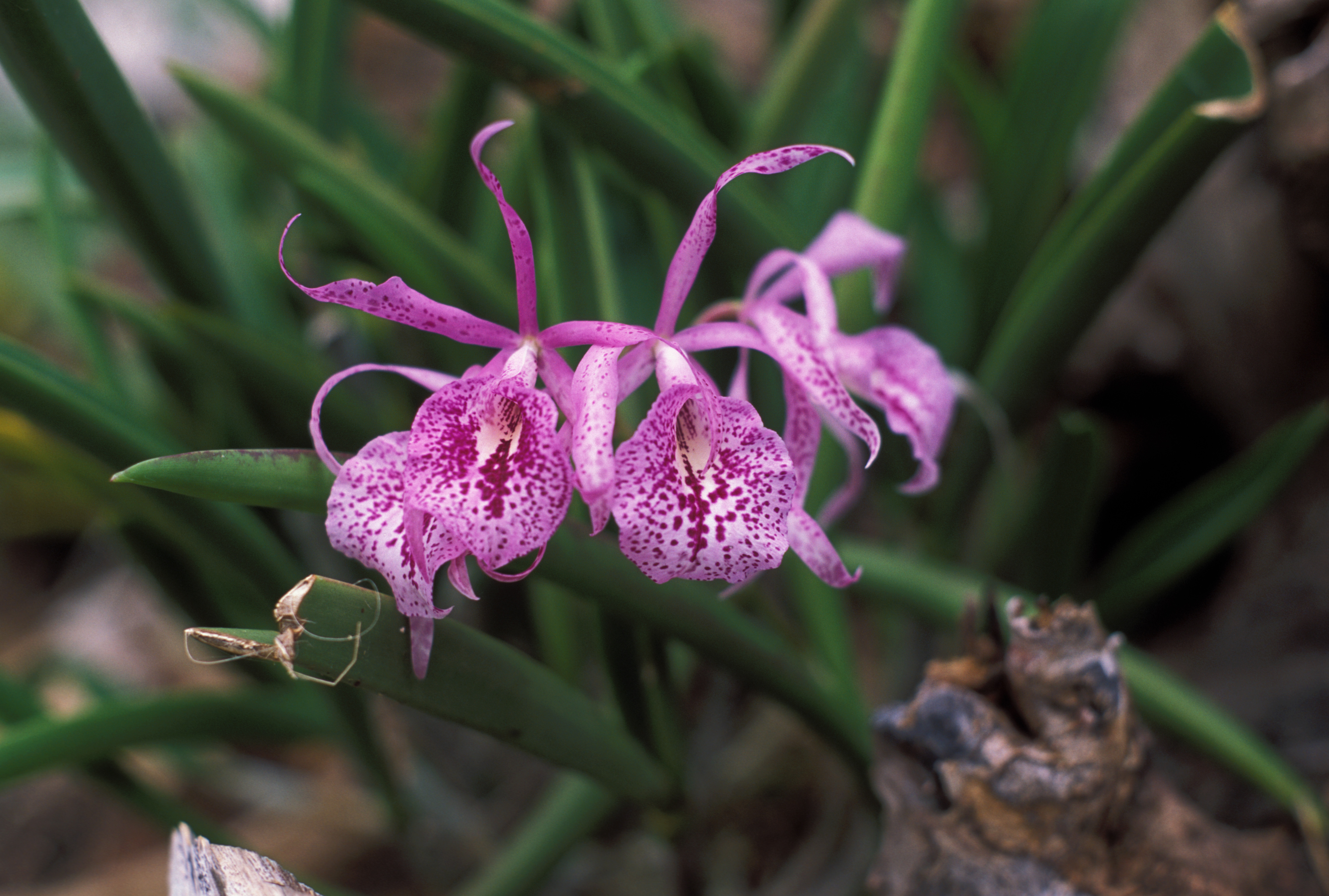 Floweres of the World