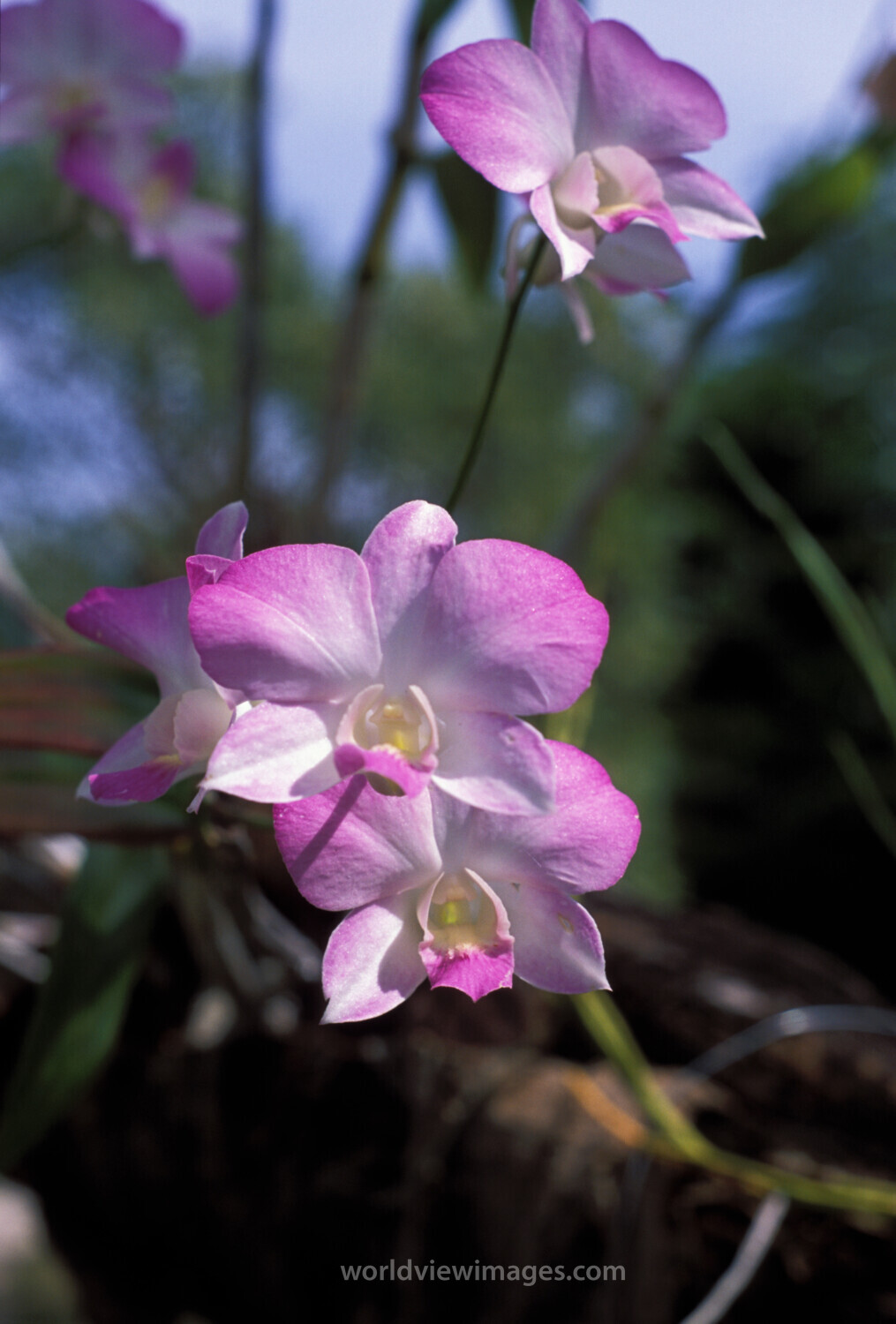 Floweres of the World