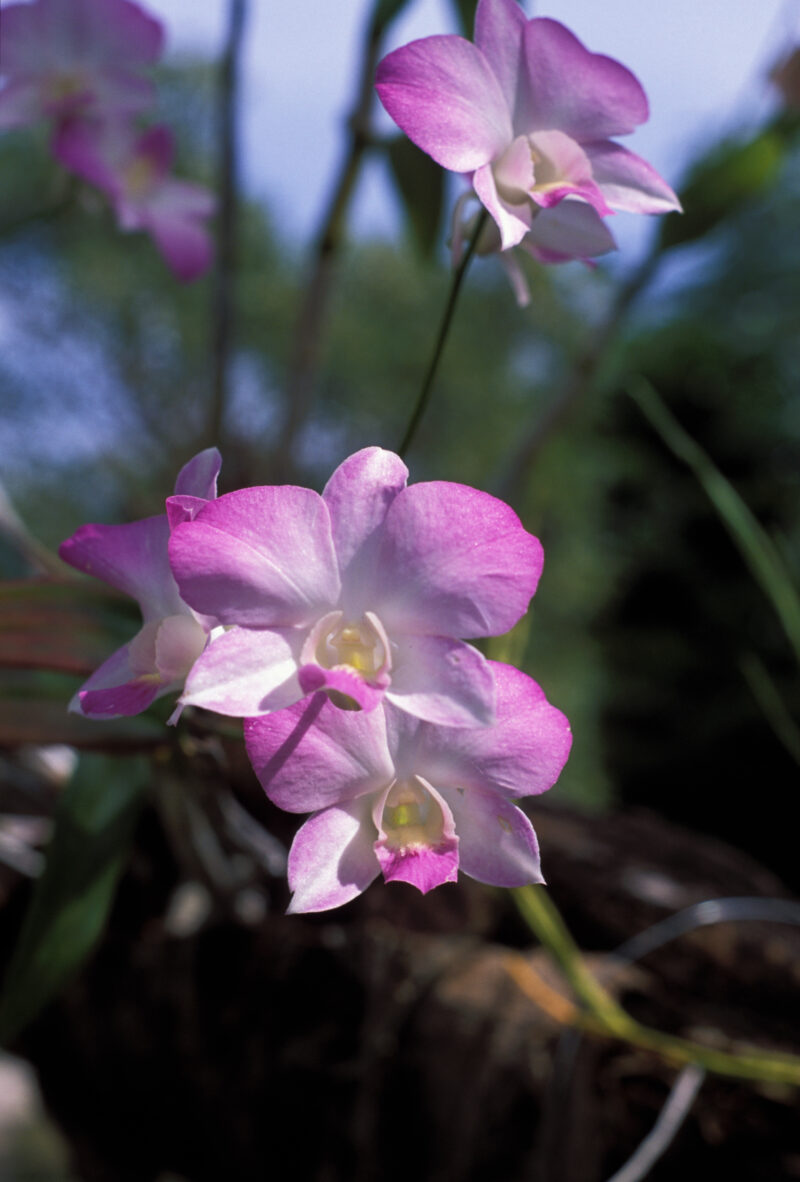 Floweres of the World — Flowers, nature, scenic, flora