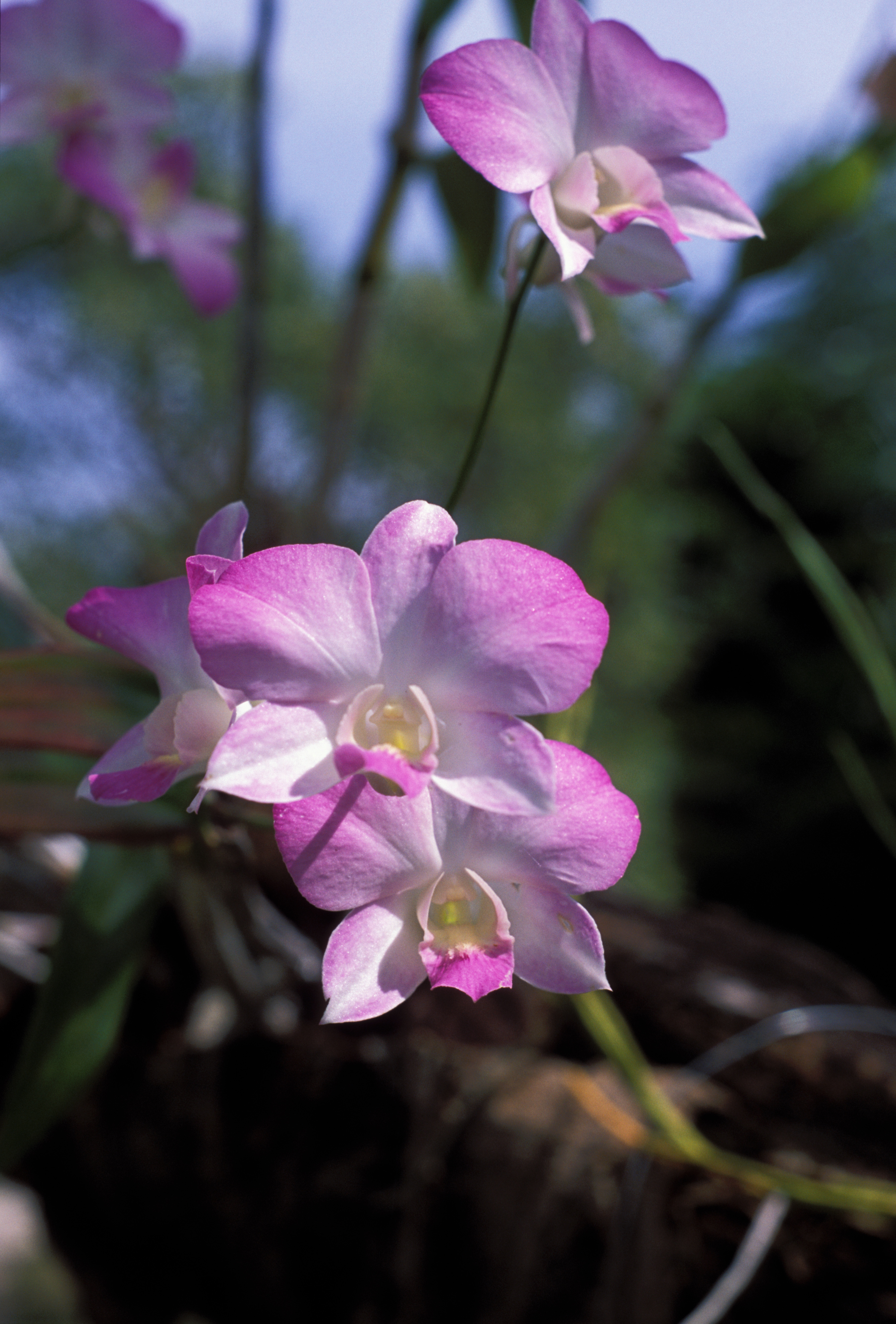 Floweres of the World