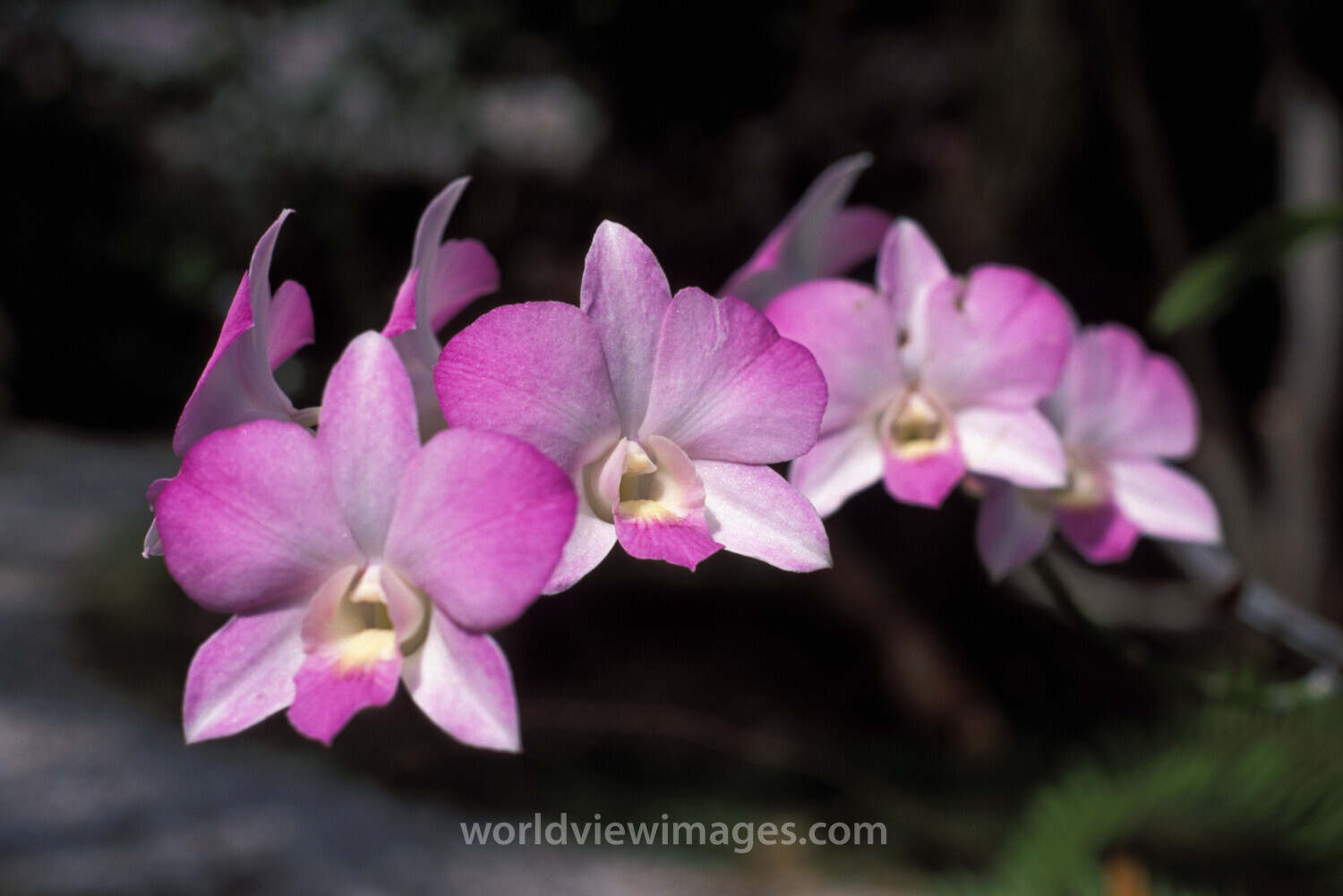 Floweres of the World