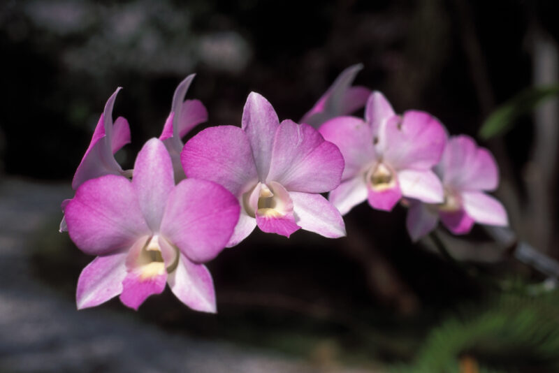 Floweres of the World — Flowers, nature, scenic, flora
