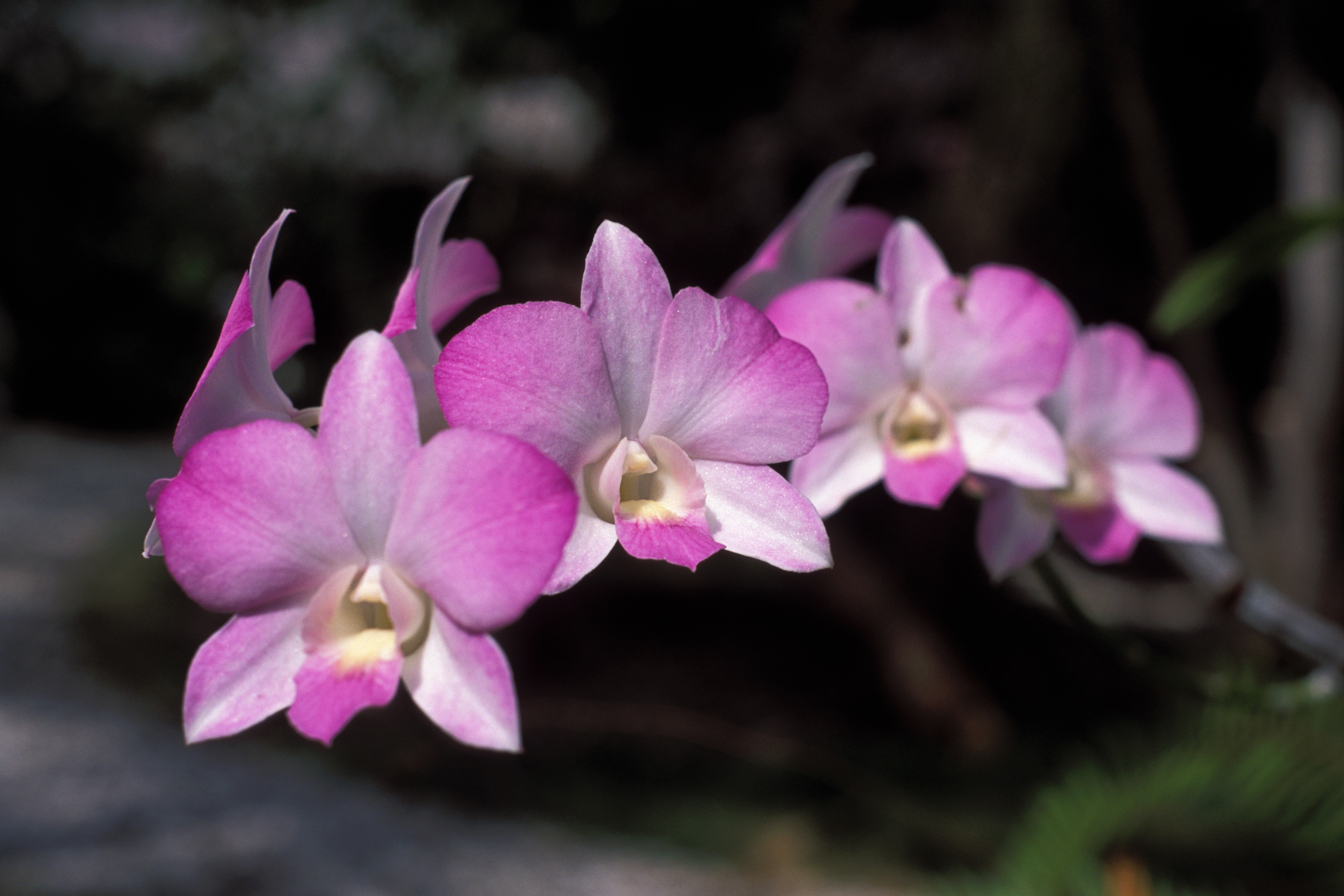 Floweres of the World