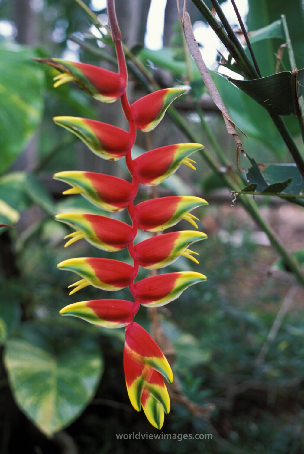 Floweres of the World