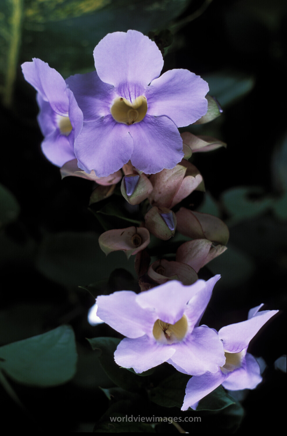 Floweres of the World