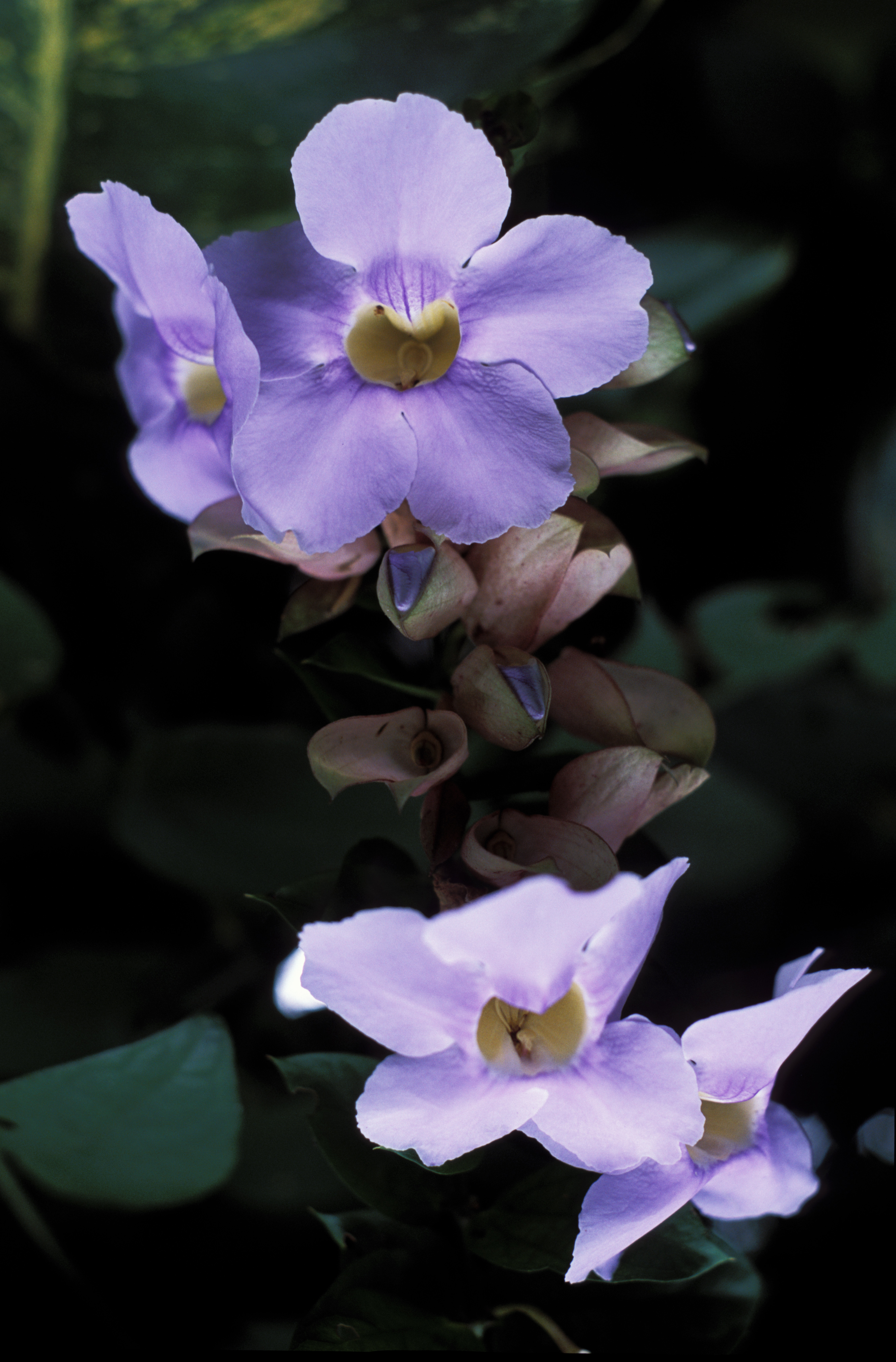 Floweres of the World