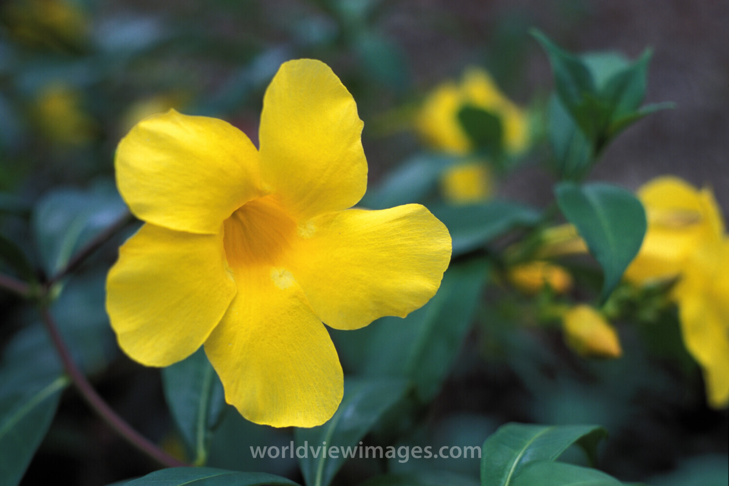 Floweres of the World