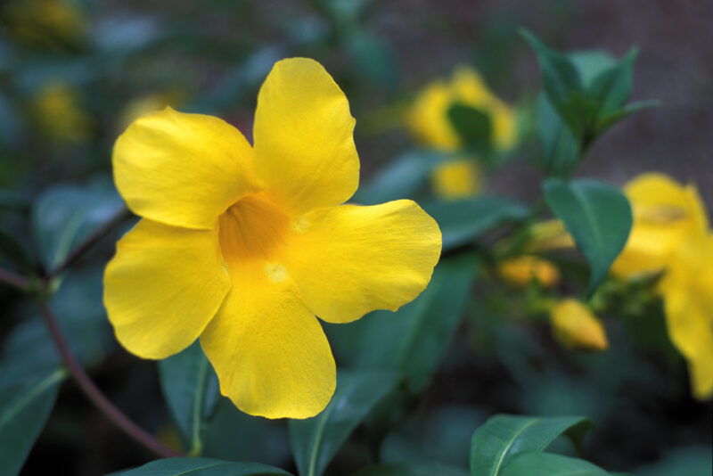 Floweres of the World — Flowers, nature, scenic, flora