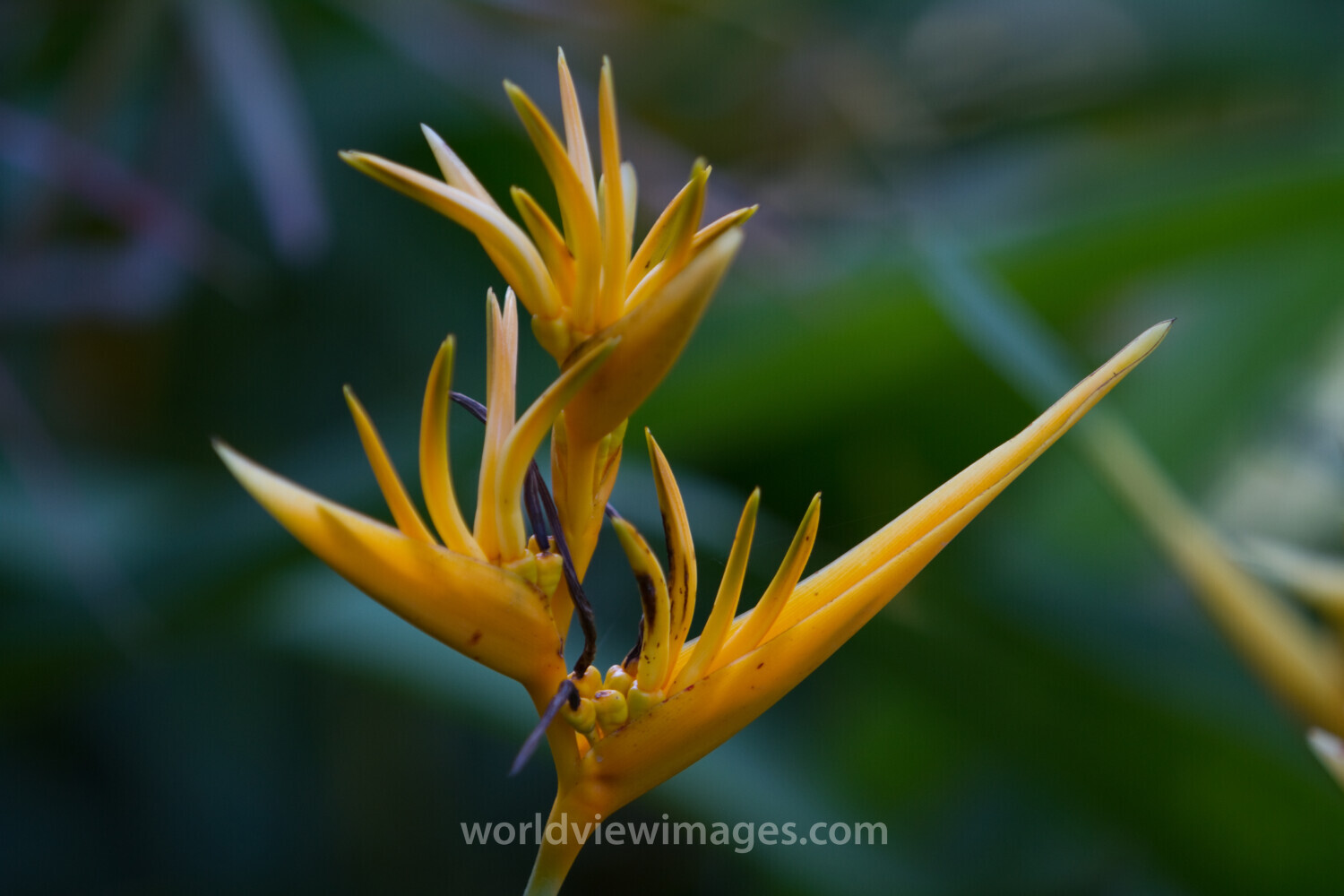 Floweres of the World