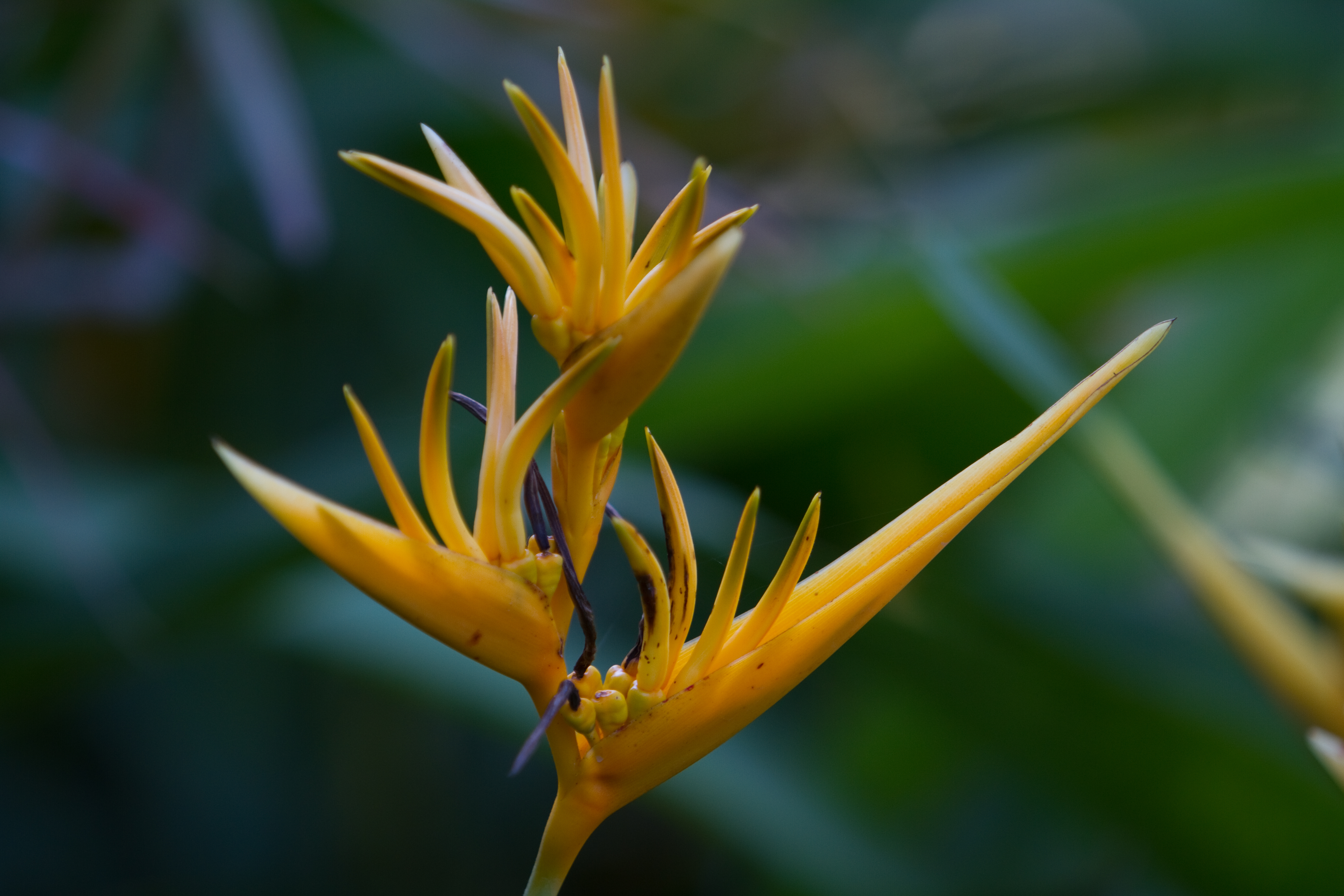 Floweres of the World