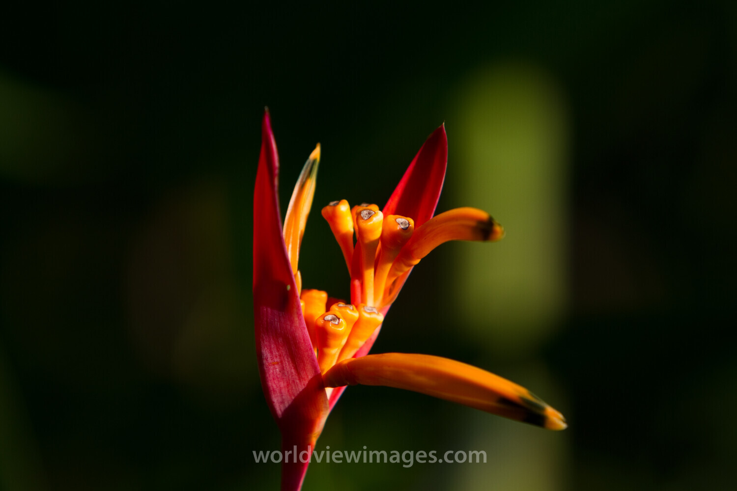 Floweres of the World