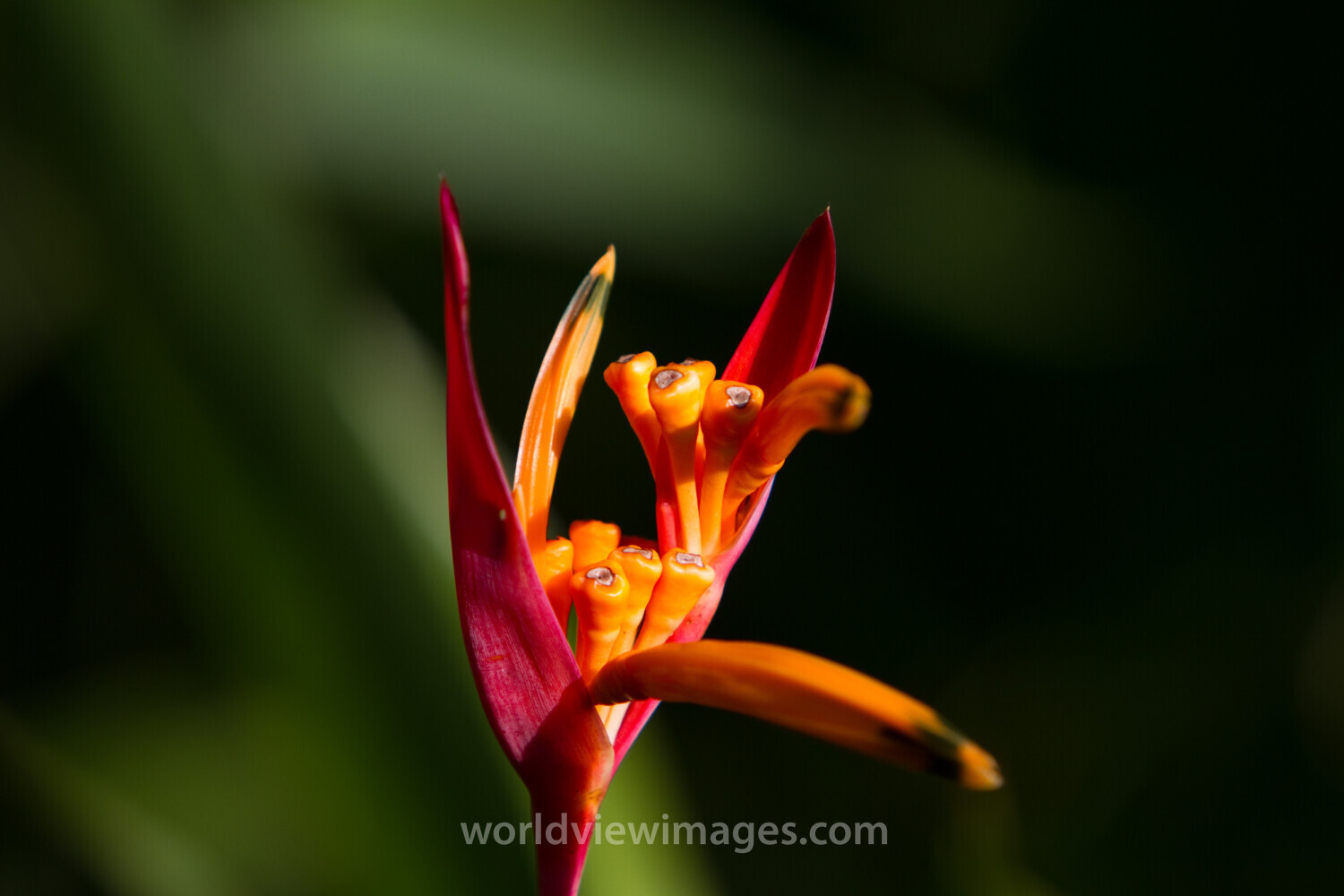 Floweres of the World